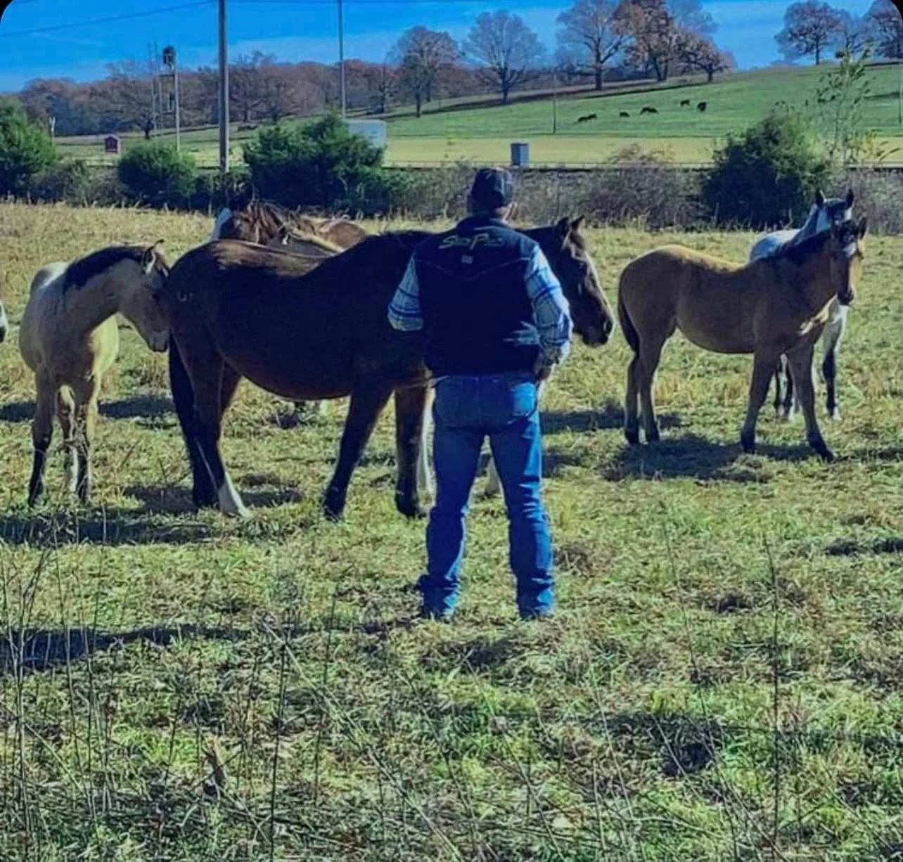 A man in a black jacket and blue jeans standing in a field surrounded by several horses on a sunny day. Trees and a hill with grazing horses are visible in the background.