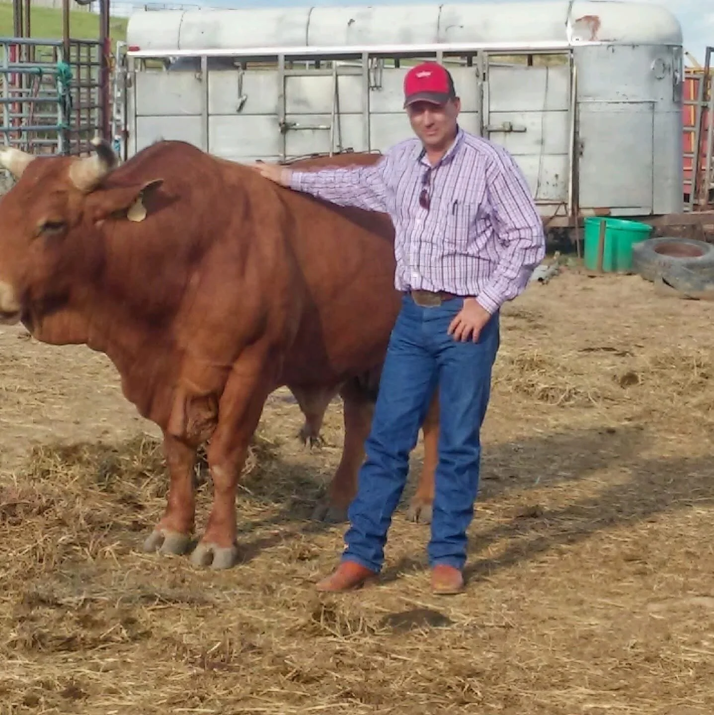 A man in a plaid shirt, jeans, and red cap standing next to a large brown cow on a farm, with a trailer and farm equipment in the background.