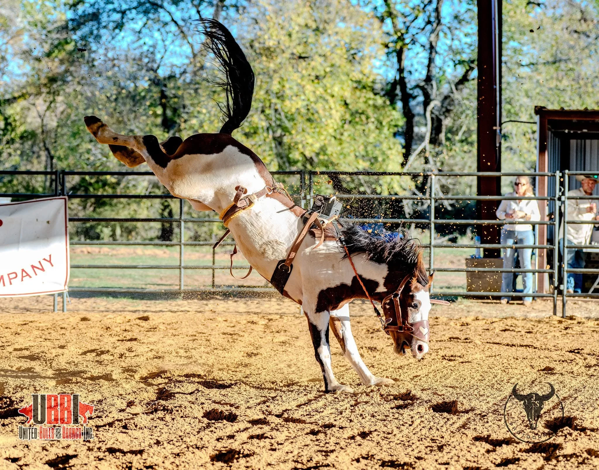 A horse with a predominantly white coat and black patches, performing rearing in an outdoor riding arena with a dirt surface. The horse is wearing a harness and there are people observing in the background, along with trees and a structure.