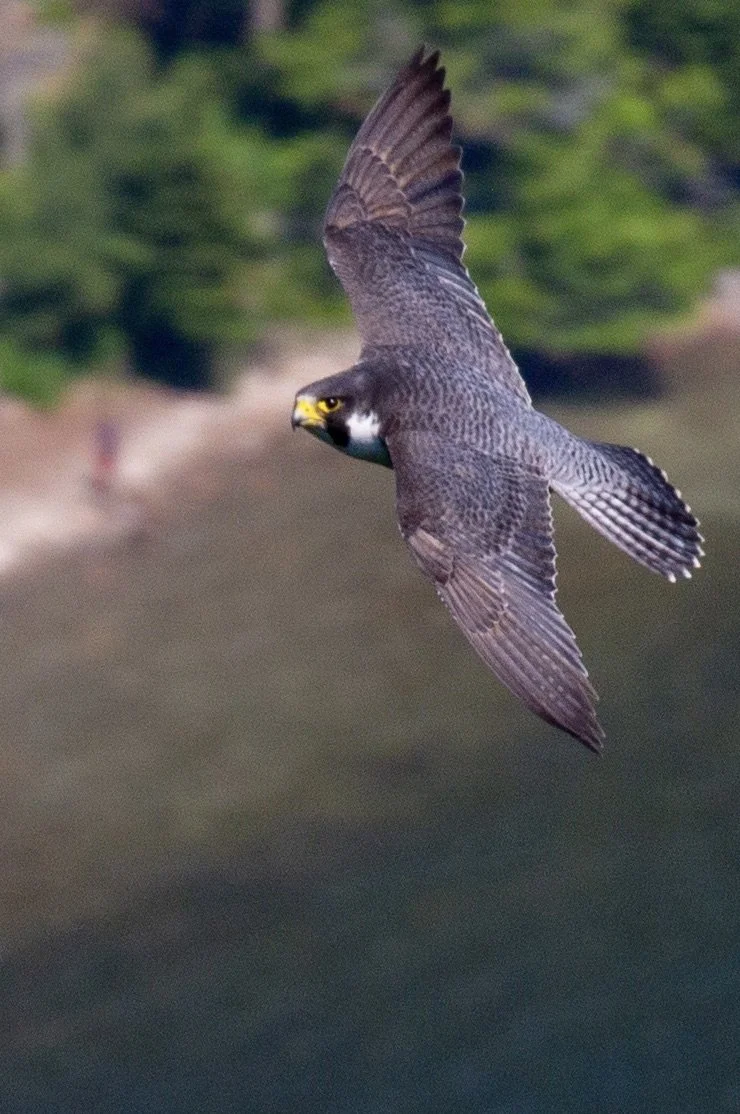 A peregrine falcon flies near the Precipice of Acadia National Park, now a thriving species due to successful reintroduction and conservation efforts.