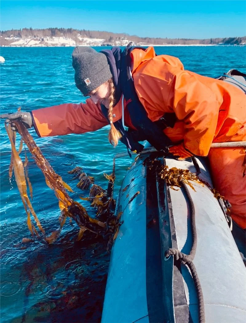 A woman reaches for a line of kelp at a seaweed farm, which is growing nutritious food and saving coastal jobs.