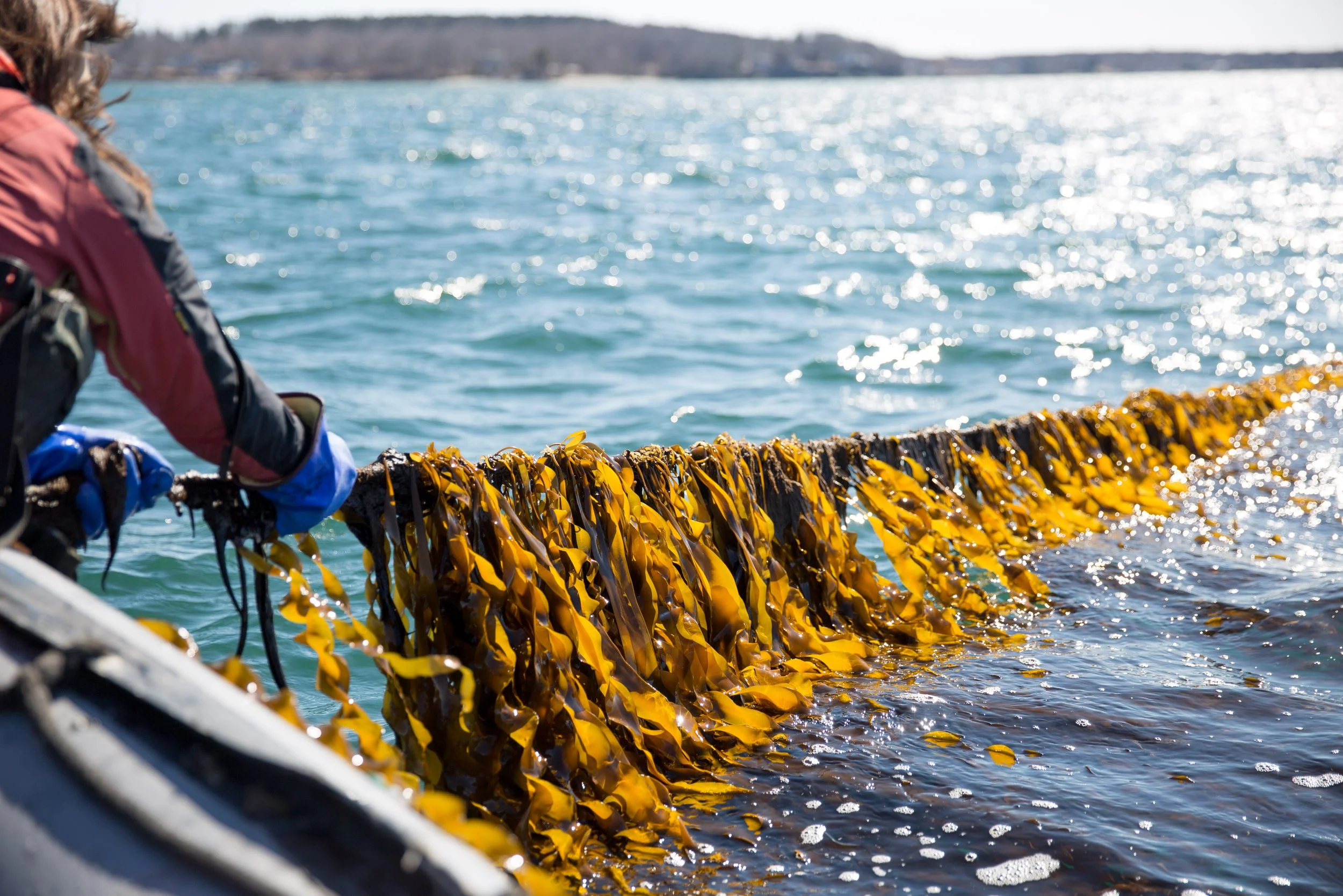 A line of sea kelp growing in the clean, sparkling water of the Gulf of Maine absorbs excess carbon dioxide and reduces ocean acidification which threatens shellfish.