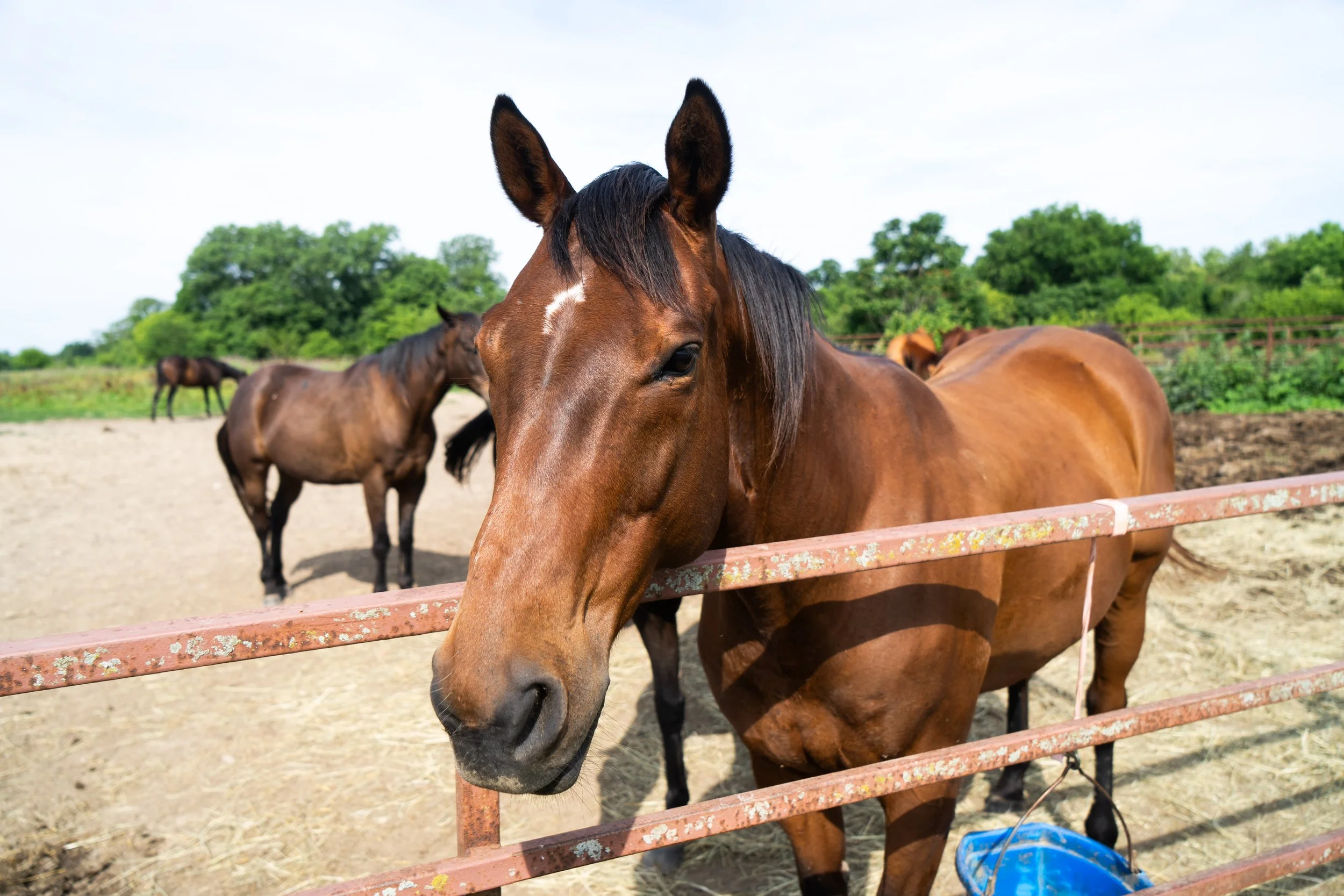 Close-up of a brown horse with black mane and ears, standing behind a rusty pink fence on a farm, with two other horses and green trees in the background under a cloudy sky.