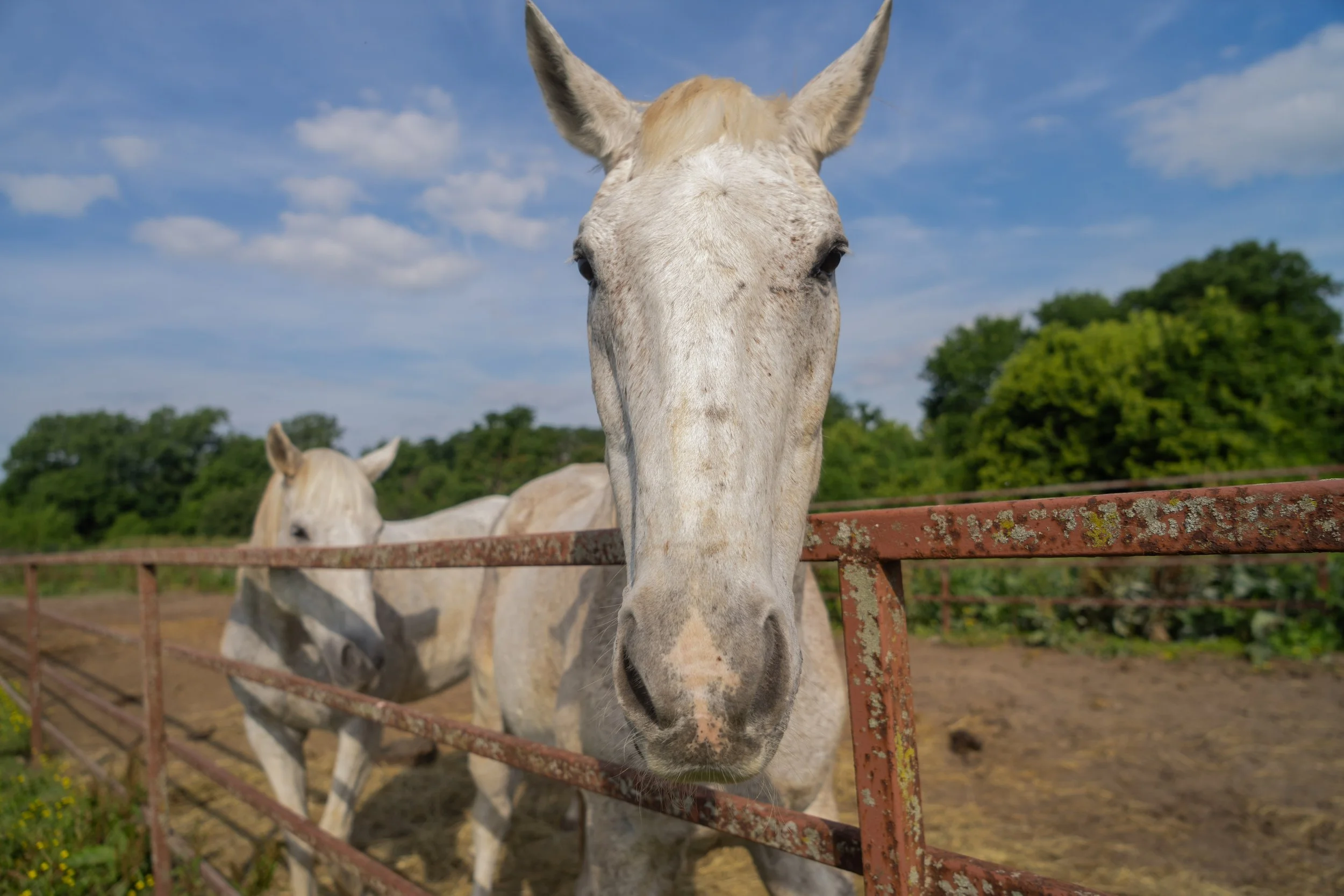 Close-up of a white horse with brown spots looking through a rusty metal fence in a farm setting with trees and a blue sky with clouds in the background.