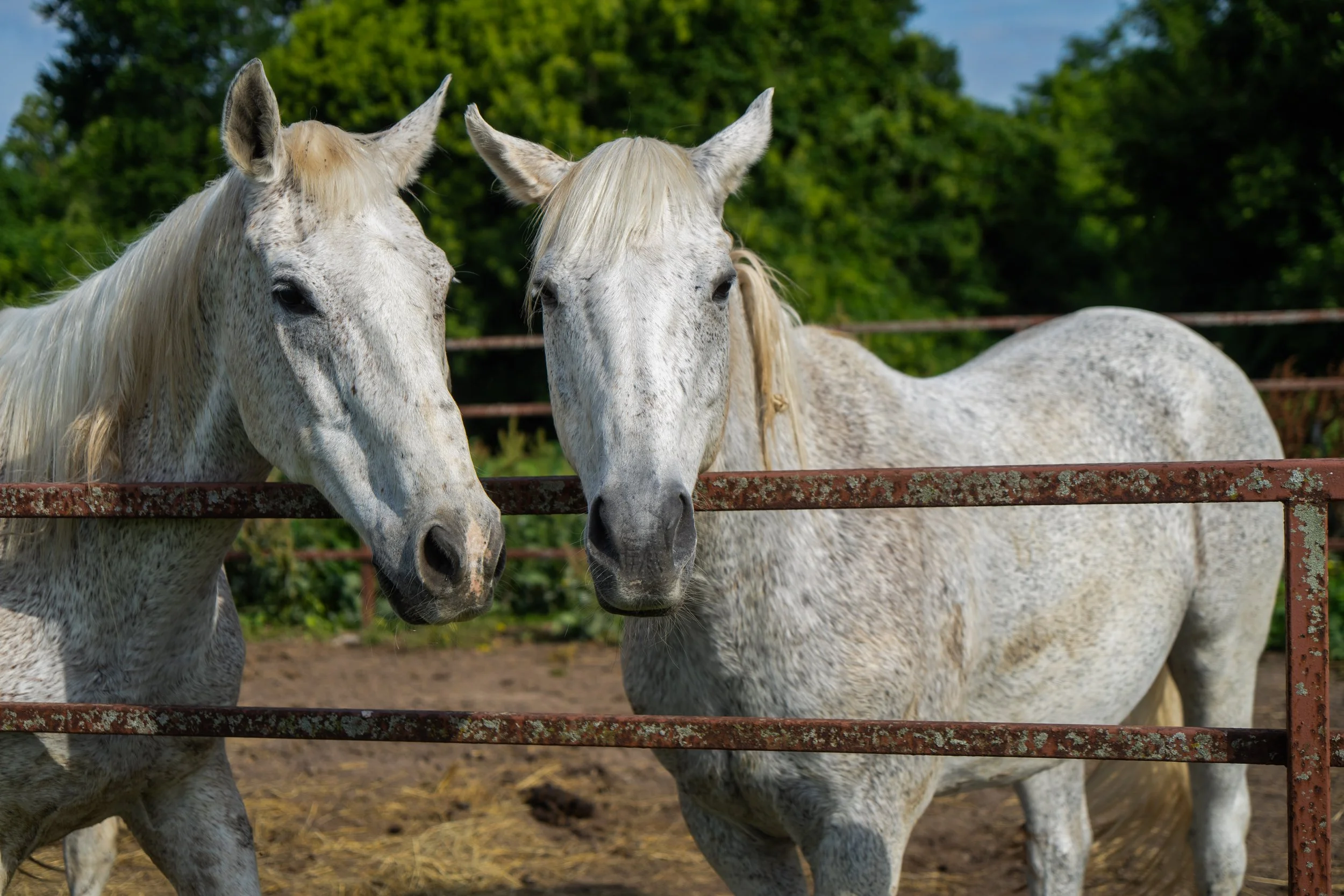 Two white horses with speckled gray markings standing behind a rusty fence outdoors, with green trees in the background.