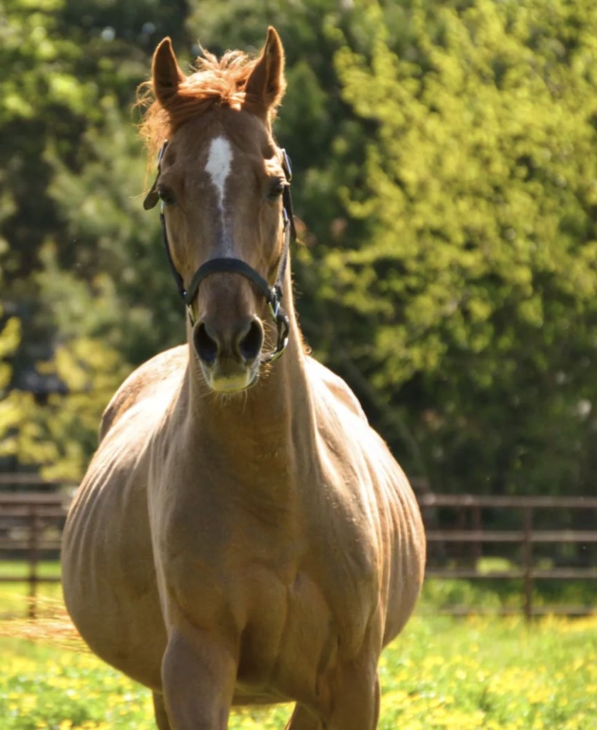 A brown horse with a white blaze on its face running in a grassy field with green trees in the background.