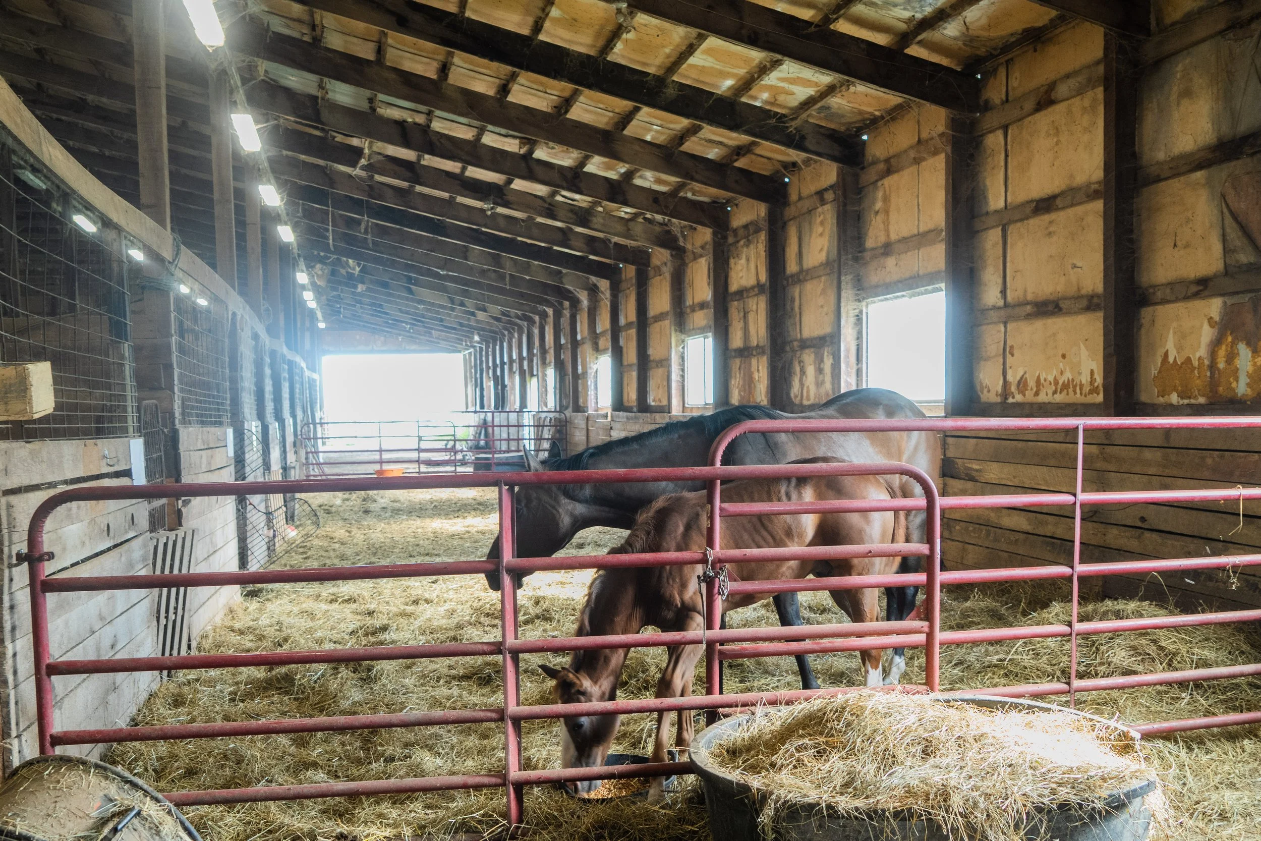 Interior of a barn with wooden walls and roof, featuring large windows letting in sunlight. Inside, there are two horses with brown coats eating hay, separated by a red metal fence. The barn has some cobwebs and dirt on the walls and ceiling.