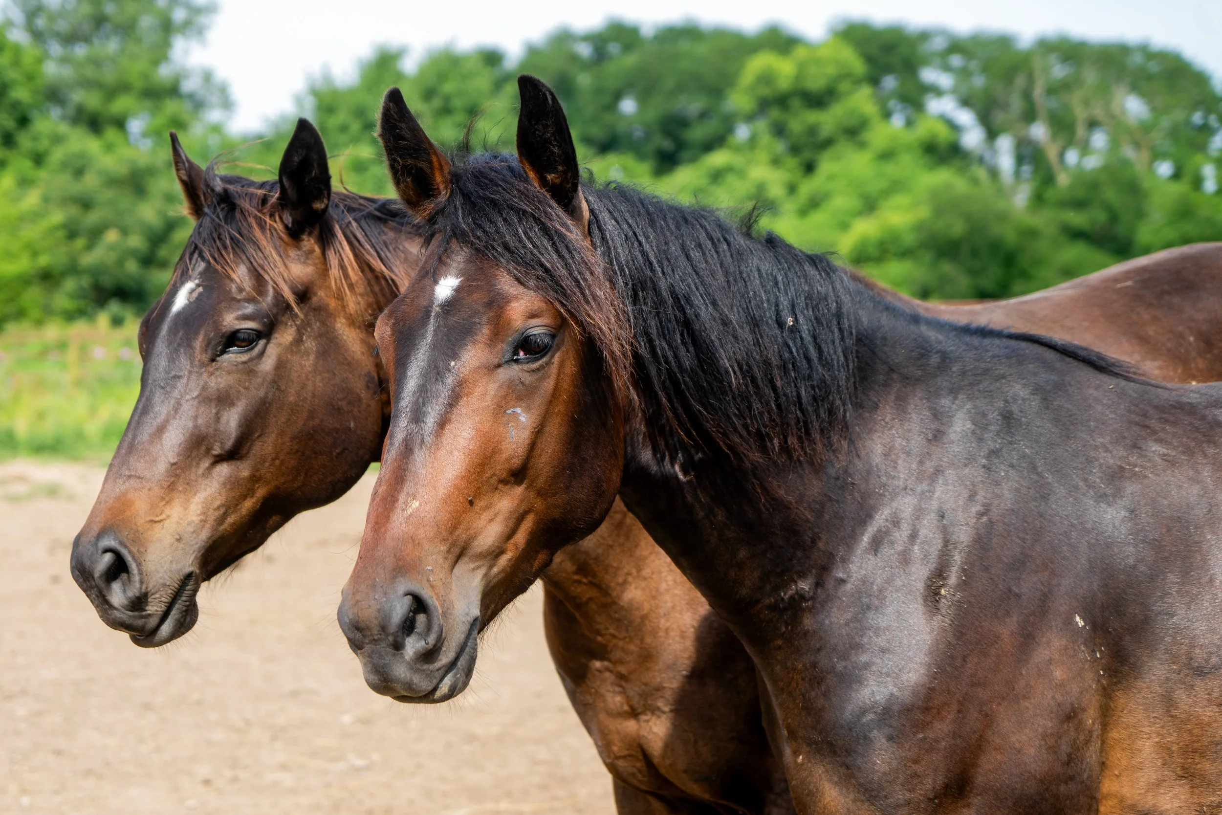 Two brown horses with black manes standing close together outdoors, with a green tree background.