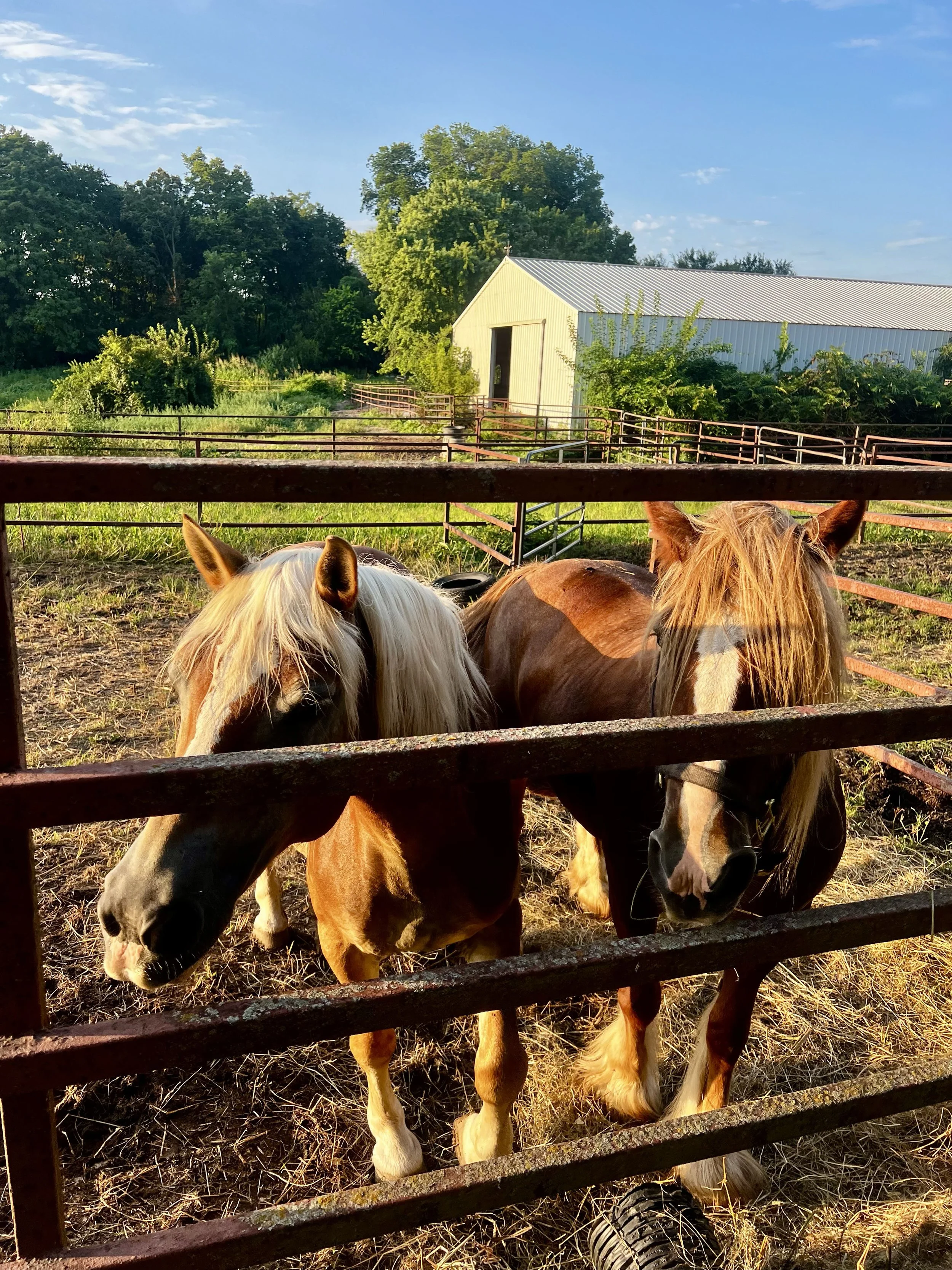 Three ponies standing behind a rusty metal fence on a farm, with a barn and trees in the background on a sunny day.