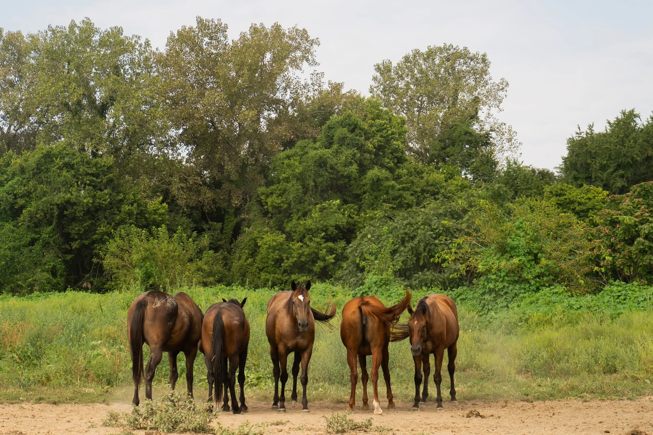 A group of horses standing on a grassy field with a background of tall trees and a cloudy sky.