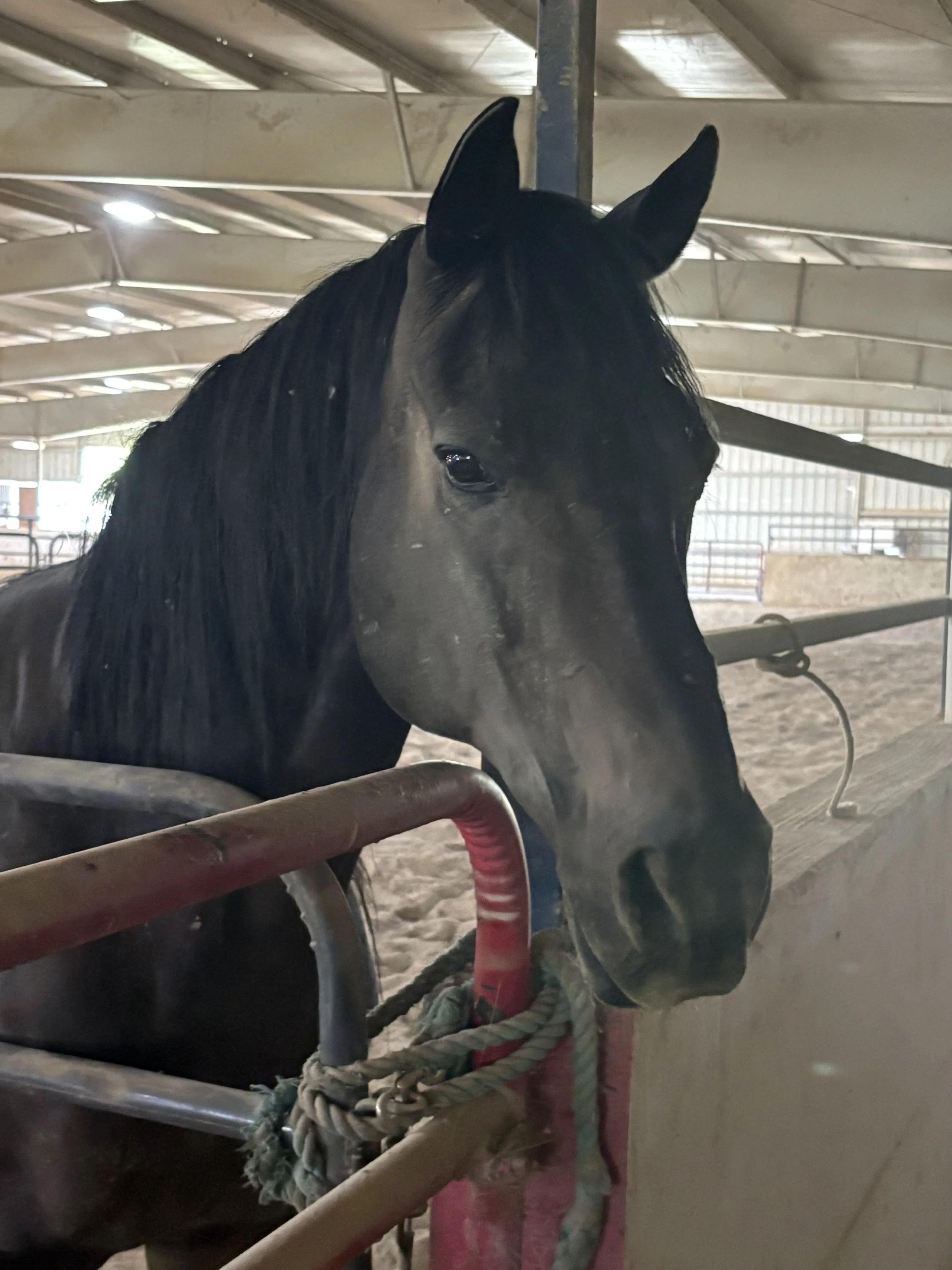Close-up of a black horse with a white marking on its forehead, standing inside a stable