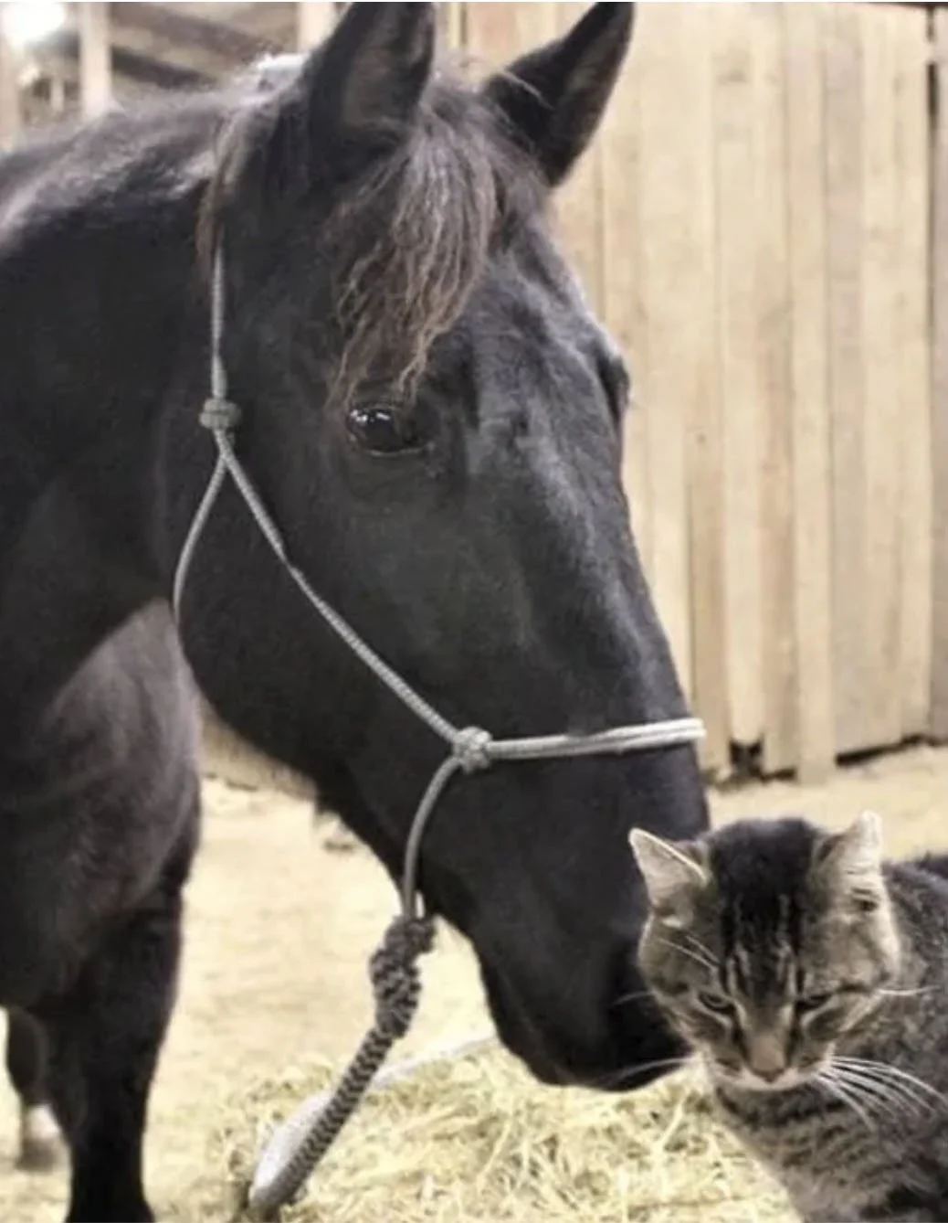 Black horse with a mane covering one eye standing next to gray tabby cat in a barn.