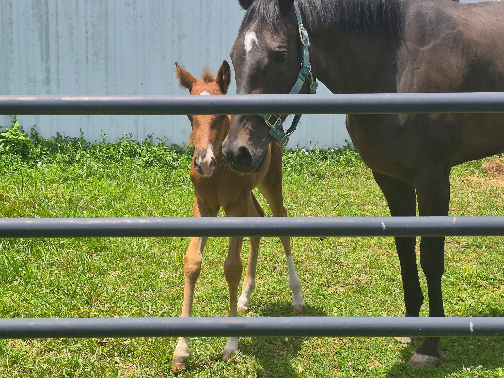 A young foal and an adult horse are standing behind a black metal fence, grazing on green grass with a metal building in the background.