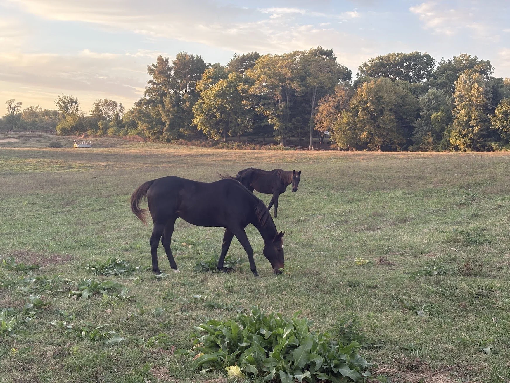 Two black horses grazing on a grassy field near trees with a partly cloudy sky.