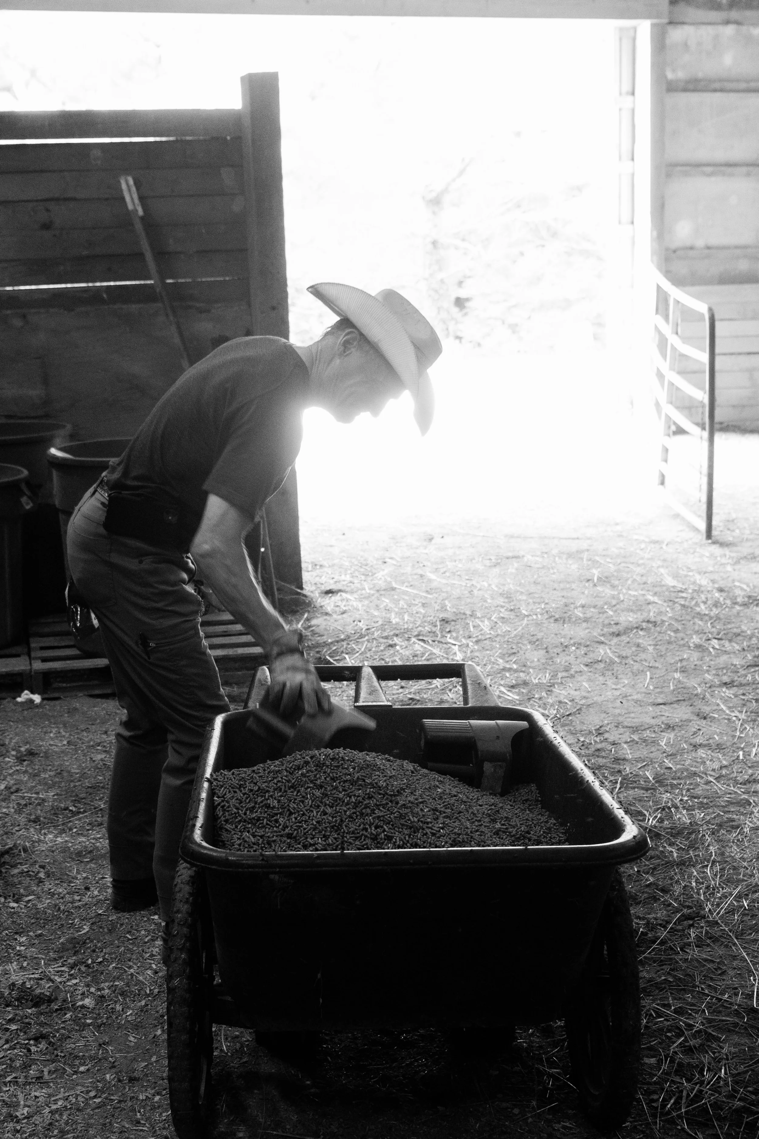 A person wearing a cowboy hat is working with a wheelbarrow filled with small pellets inside a barn with open doors, natural light coming in.