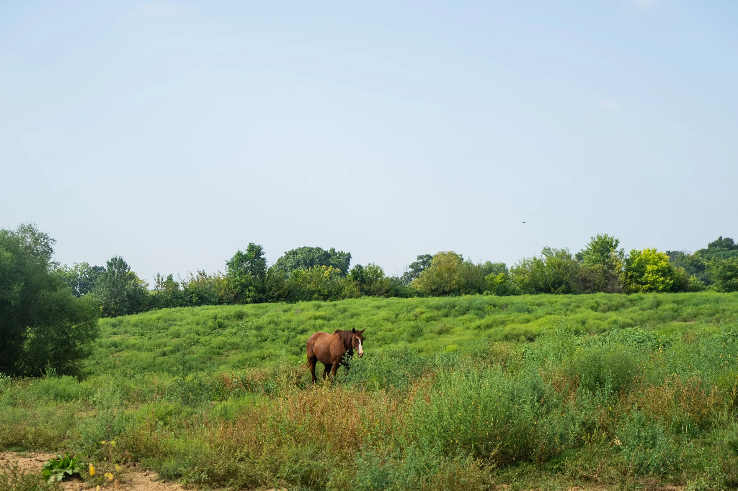 A brown horse standing in a green grassy field with trees and a clear blue sky in the background.