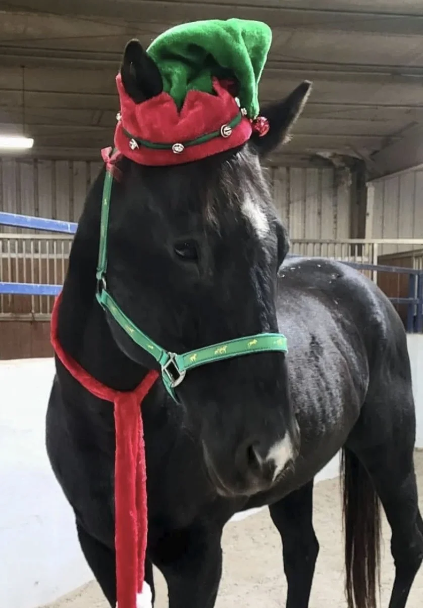 A black horse wearing a Christmas elf hat, with the hat tilted to one side, inside a stable.