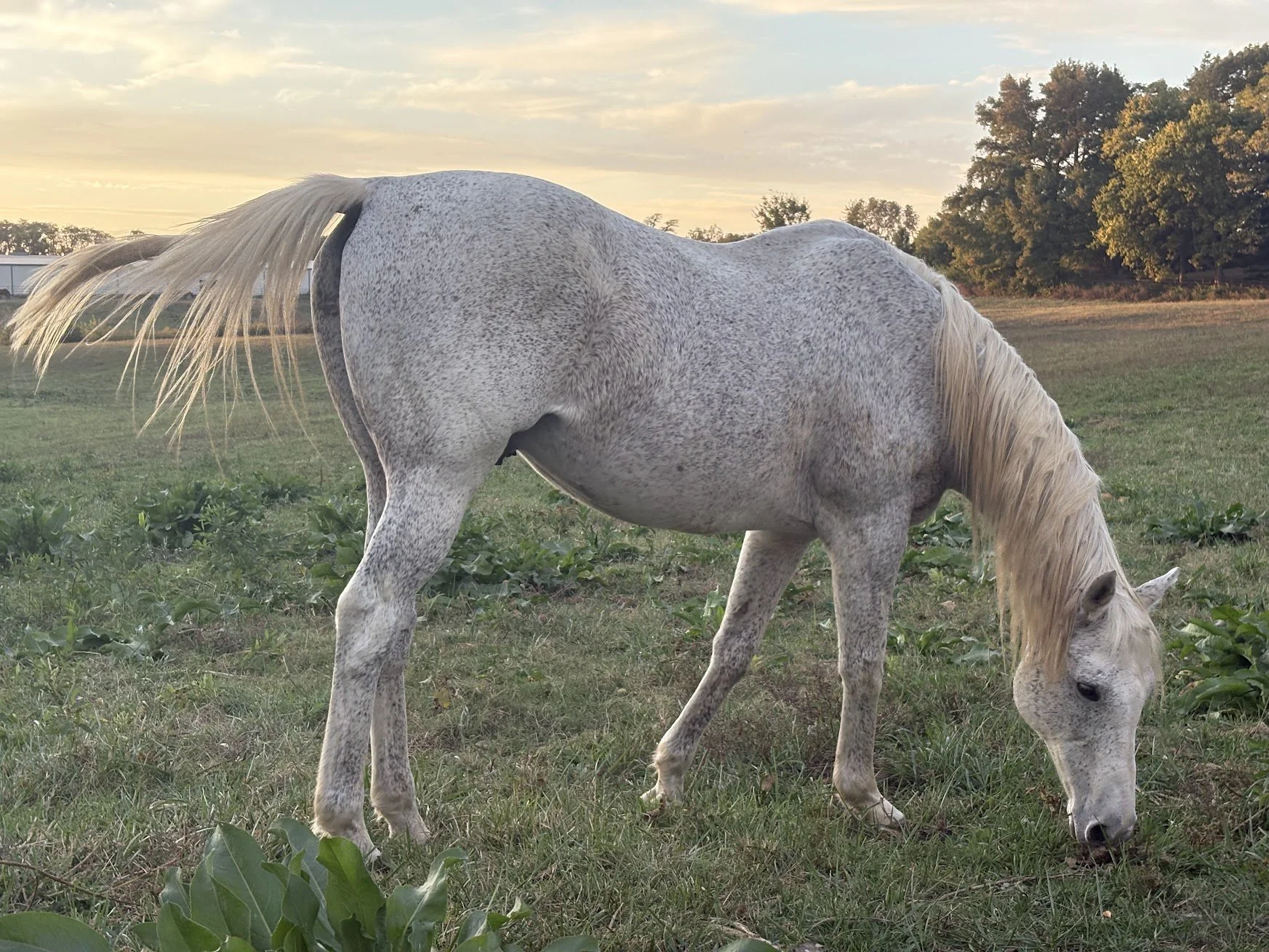 A light gray horse with darker speckles grazing on green grass in a field during sunset. There are trees in the background under a partly cloudy sky.