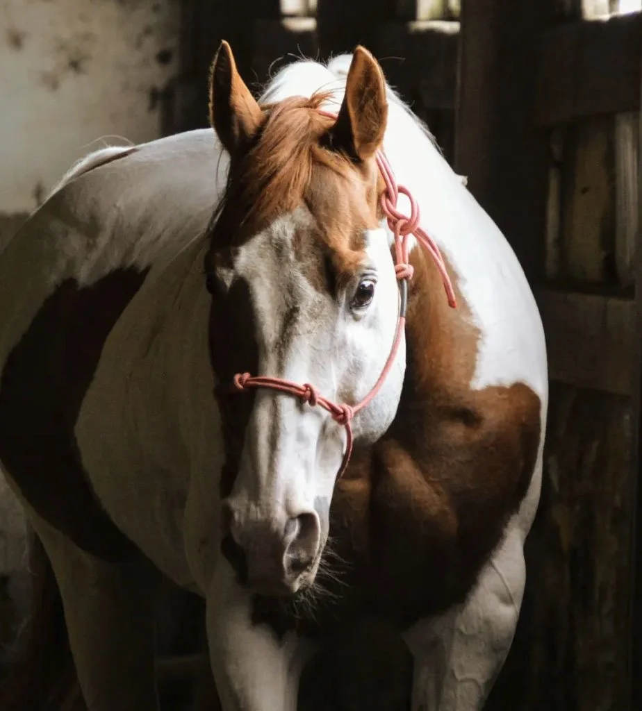 A brown and white horse with a pink halter standing in a stable.