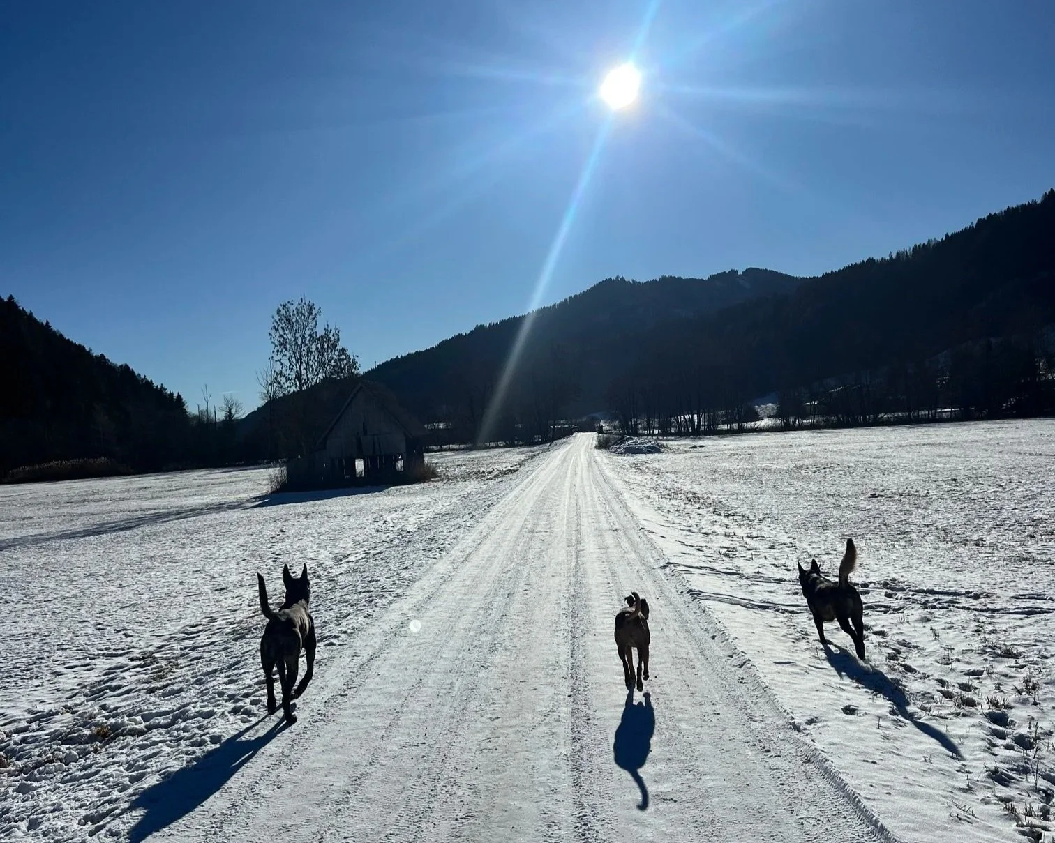 Schneebedeckte Landschaft mit drei Hunden, die auf einer schneebedeckten Straße laufen, vor Bergen und einem kleinen Haus im Hintergrund, bei sonnigem Himmel.