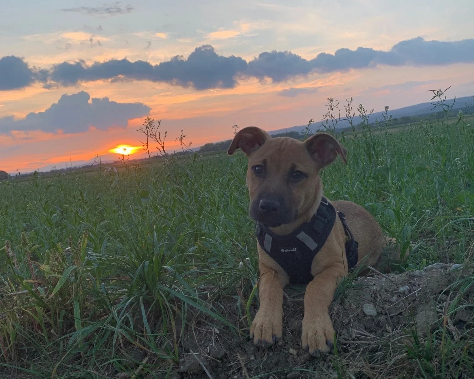 Ein brauner Hund liegt in einem grünen Feld bei Sonnenuntergang, mit bewölktem Himmel im Hintergrund.