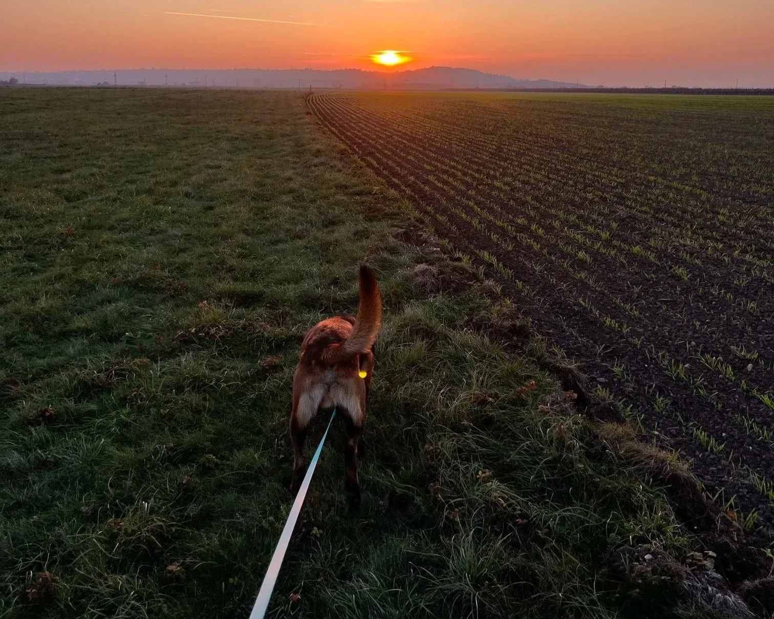 Hund auf einer Leine läuft durch eine Wiese bei Sonnenuntergang, im Hintergrund ein Feld mit jungen Pflanzen und eine bergige Landschaft.