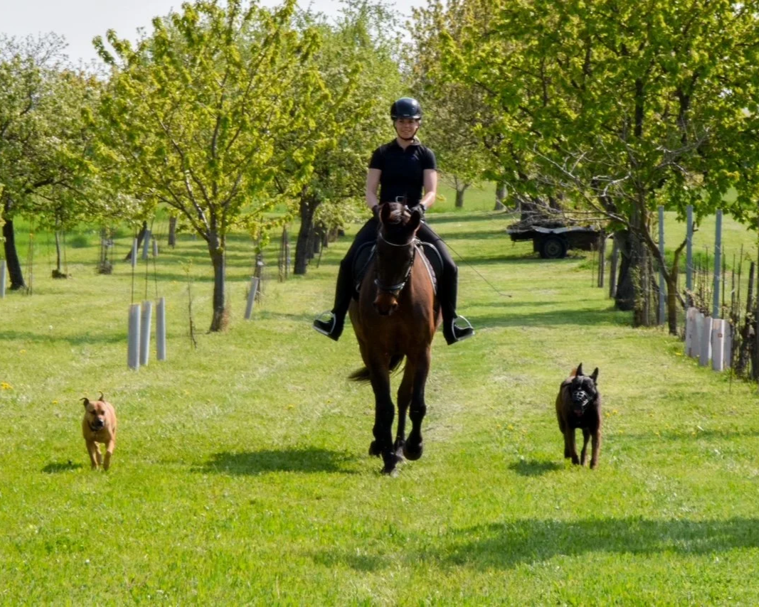 Eine Person reitet auf einem schwarzen Pferd, begleitet von zwei Hunden, in einem grünen Park mit Bäumen.