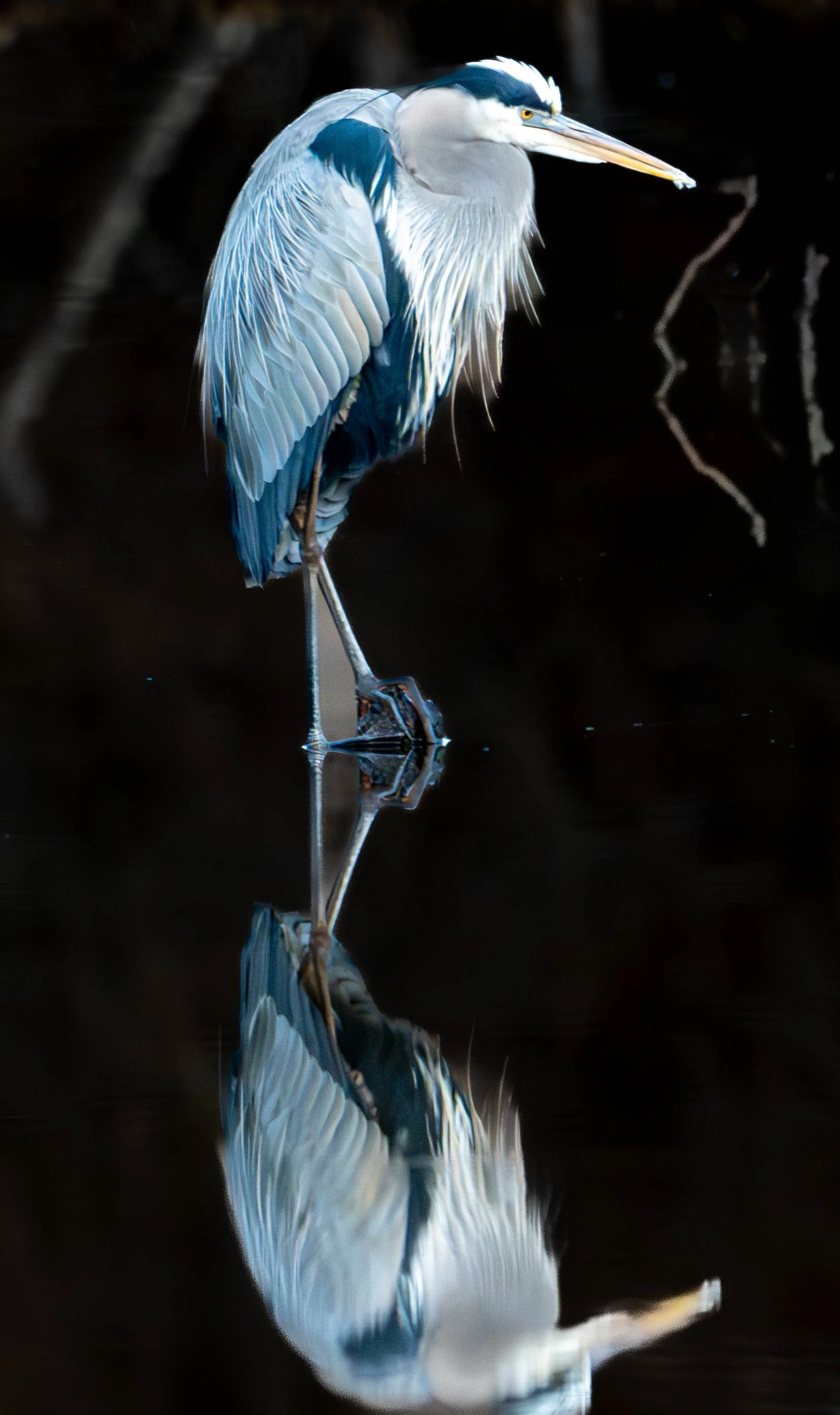 Heron2026 (1 of 1).jpg