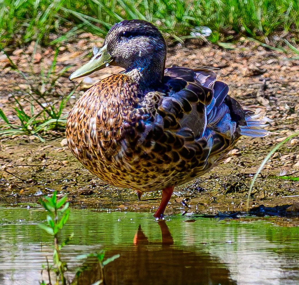 DSC_4696.jpg