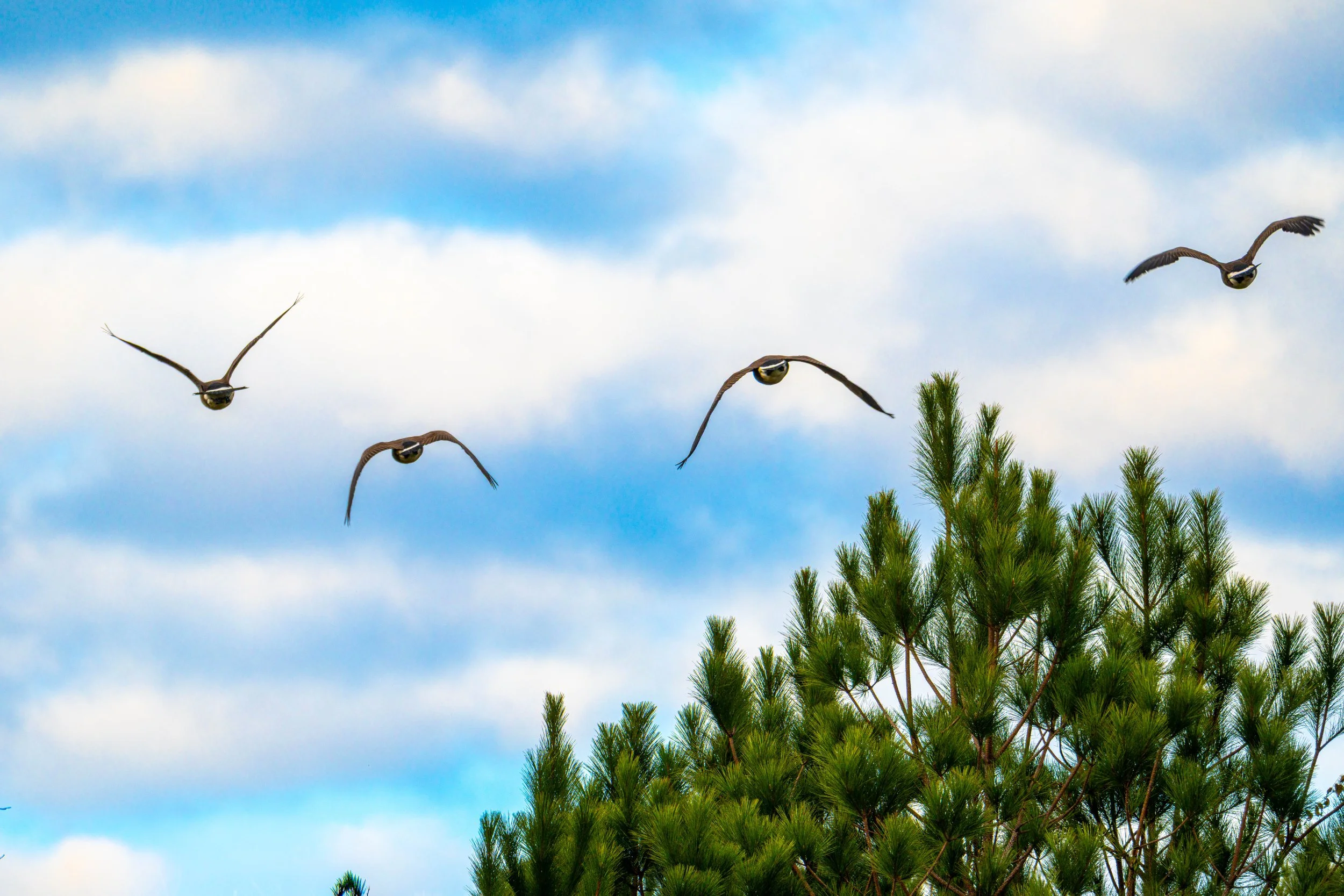 Ducksflyingovertrees (1 of 1).jpg