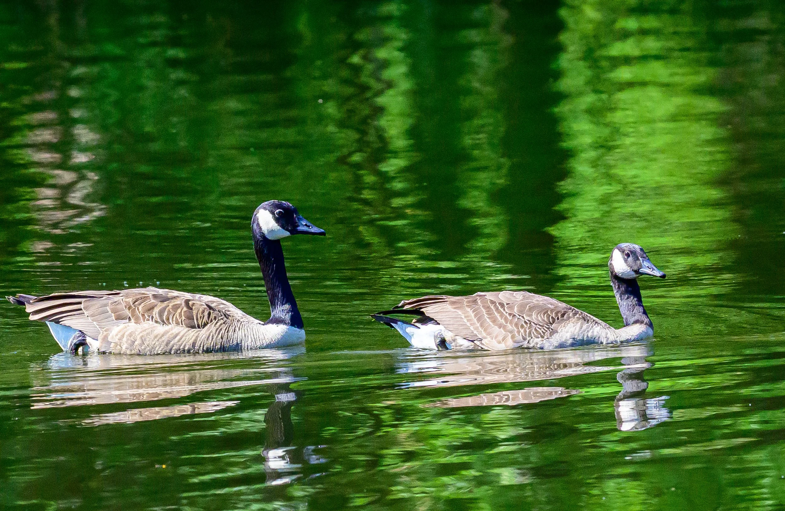DSC_4822.jpg