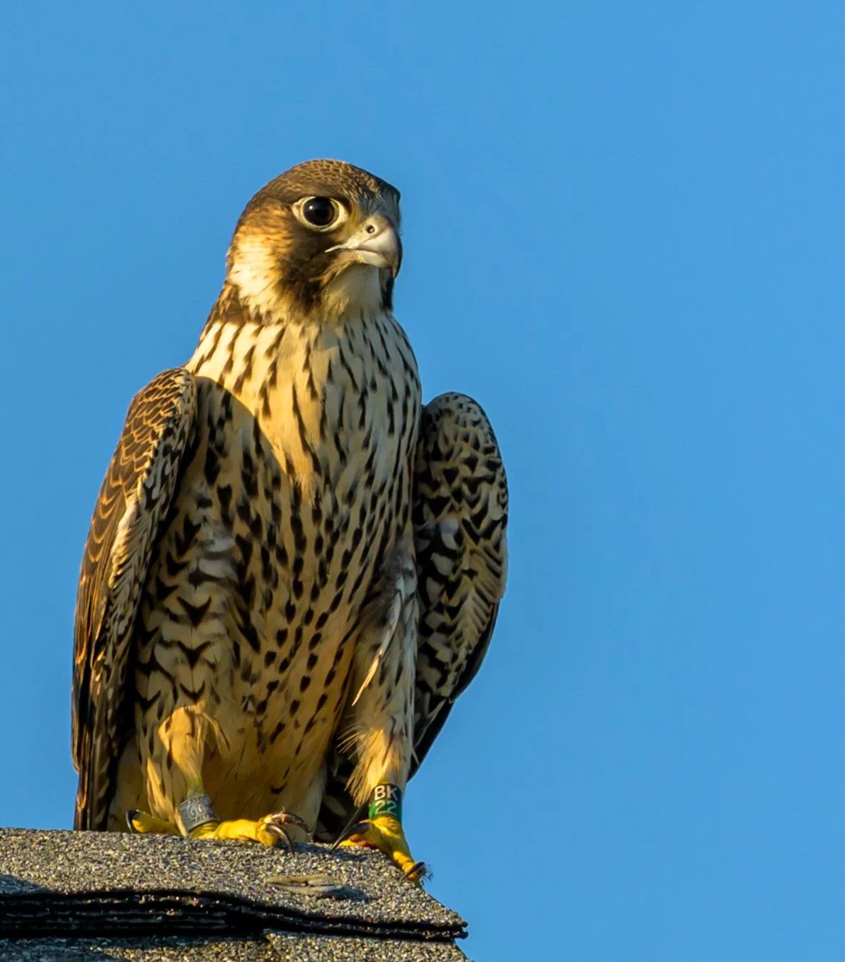 AW5_5832-2.jpg