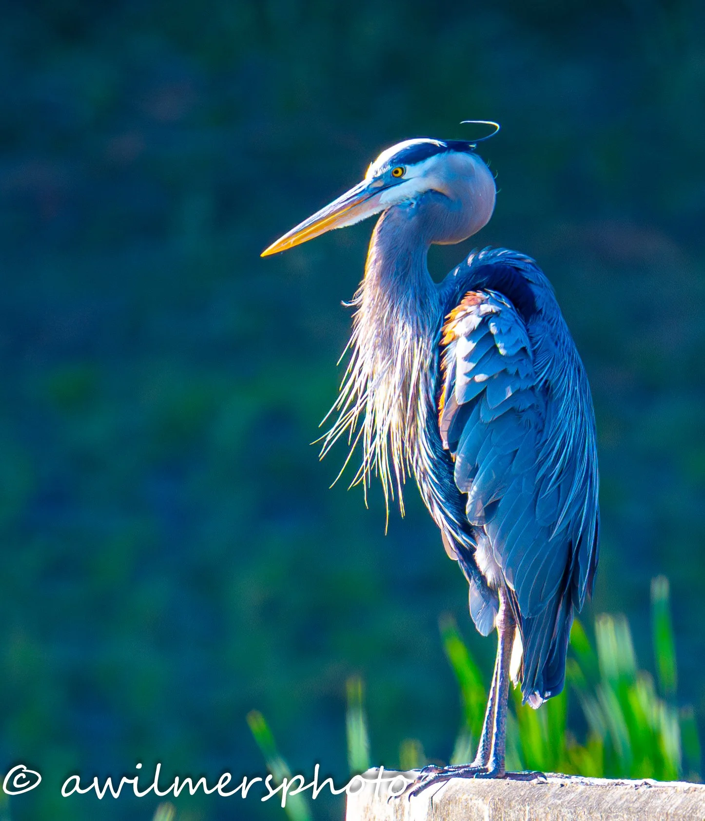 DSC_1518-2.jpg