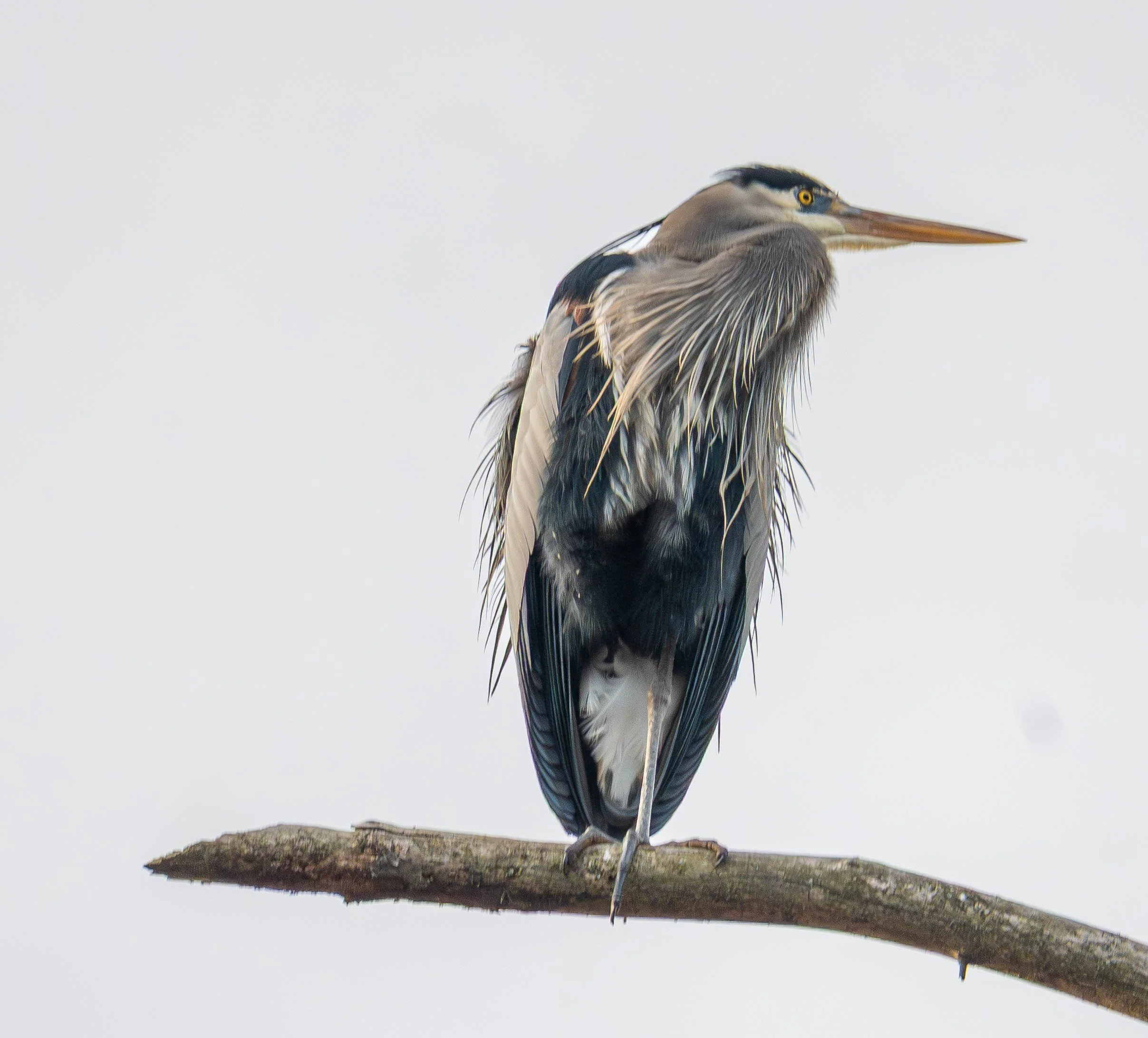 Heron (1 of 1).jpg