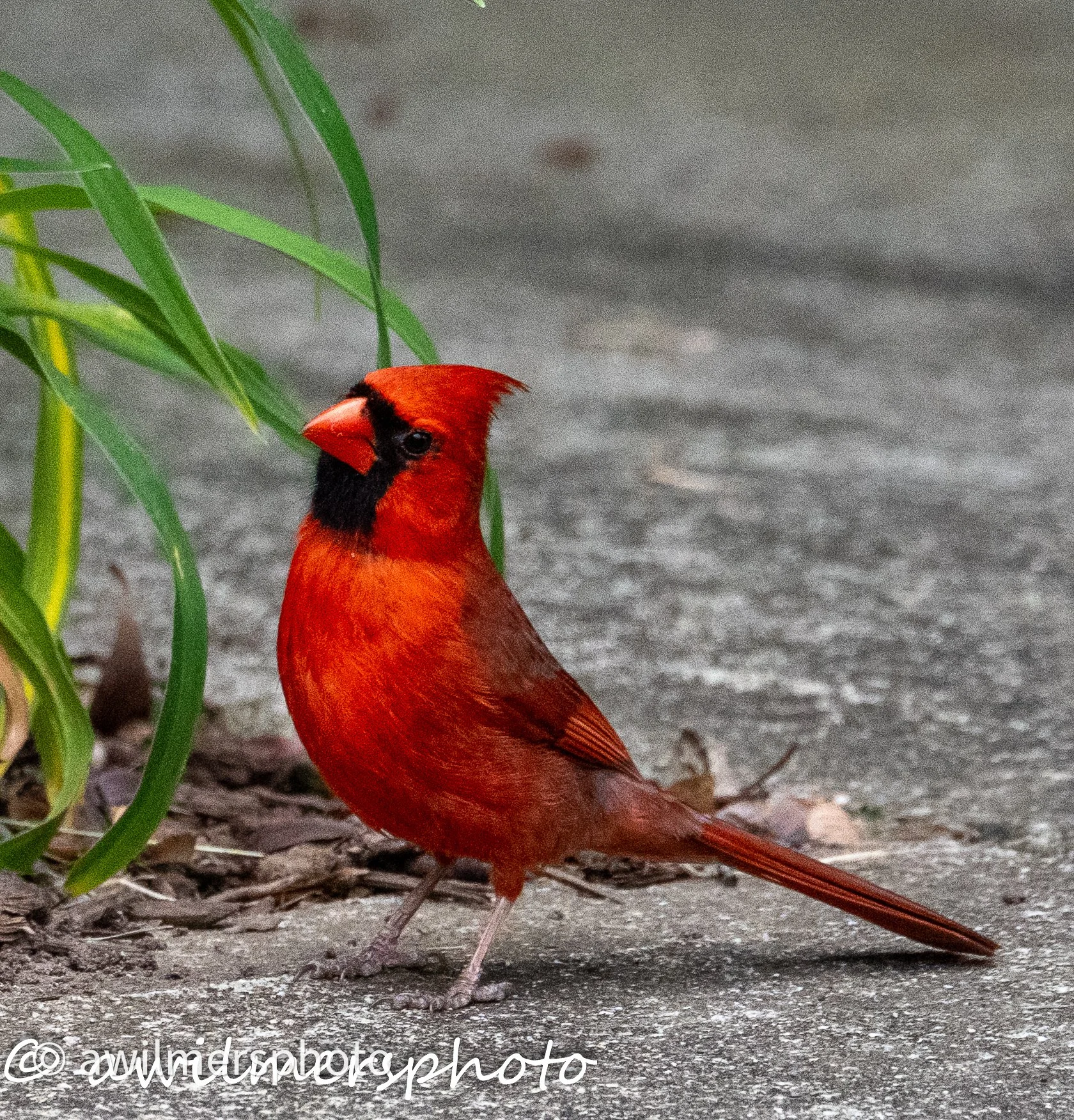DSC_2035-2-2.jpg