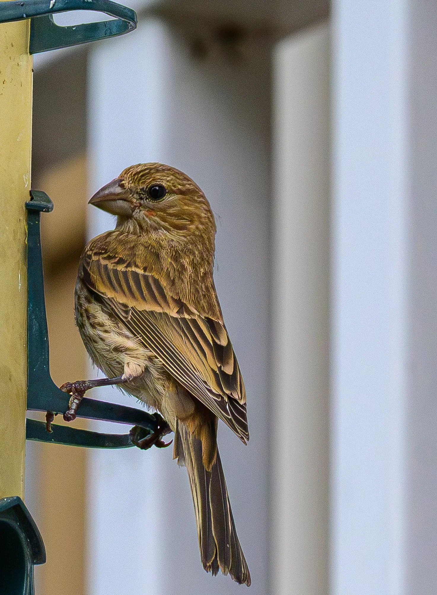 DSC_4440.jpg