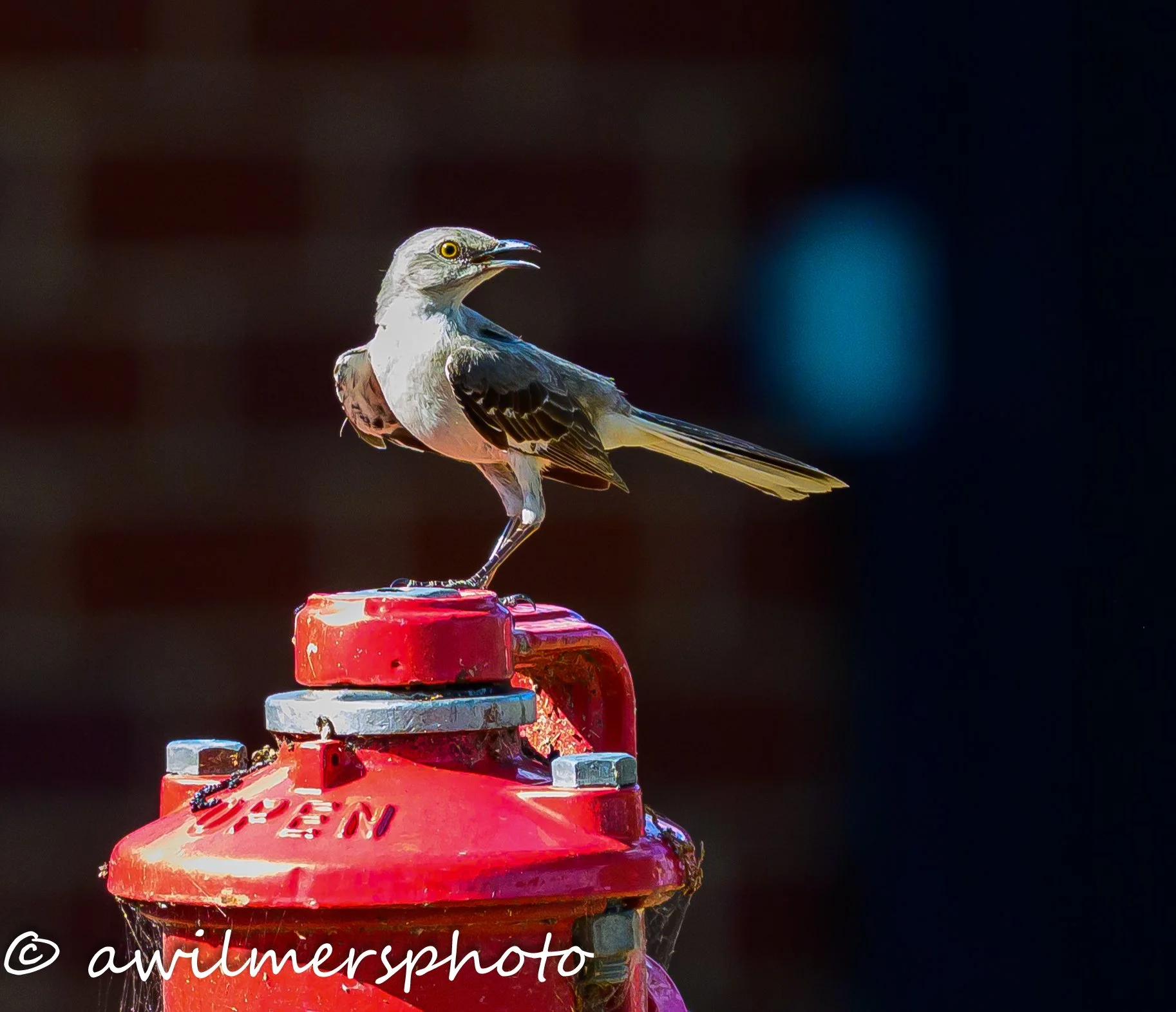 DSC_3772.jpg