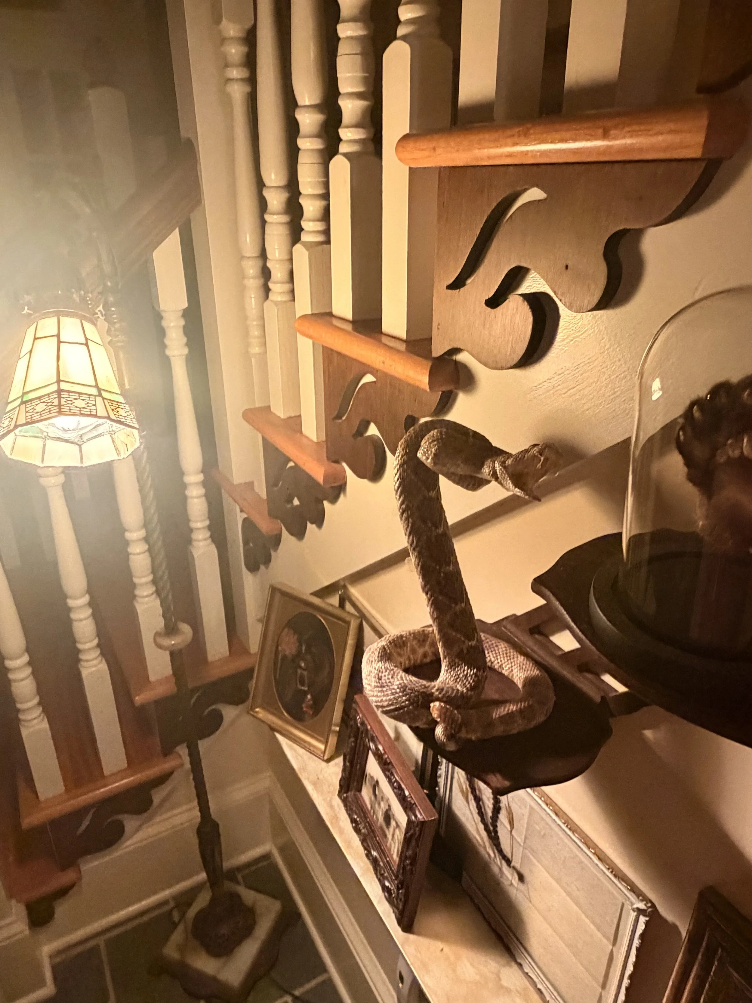 A pet snake, likely a ball python, is coiled around a wooden cat tree in a cozy indoor setting with warm lighting.