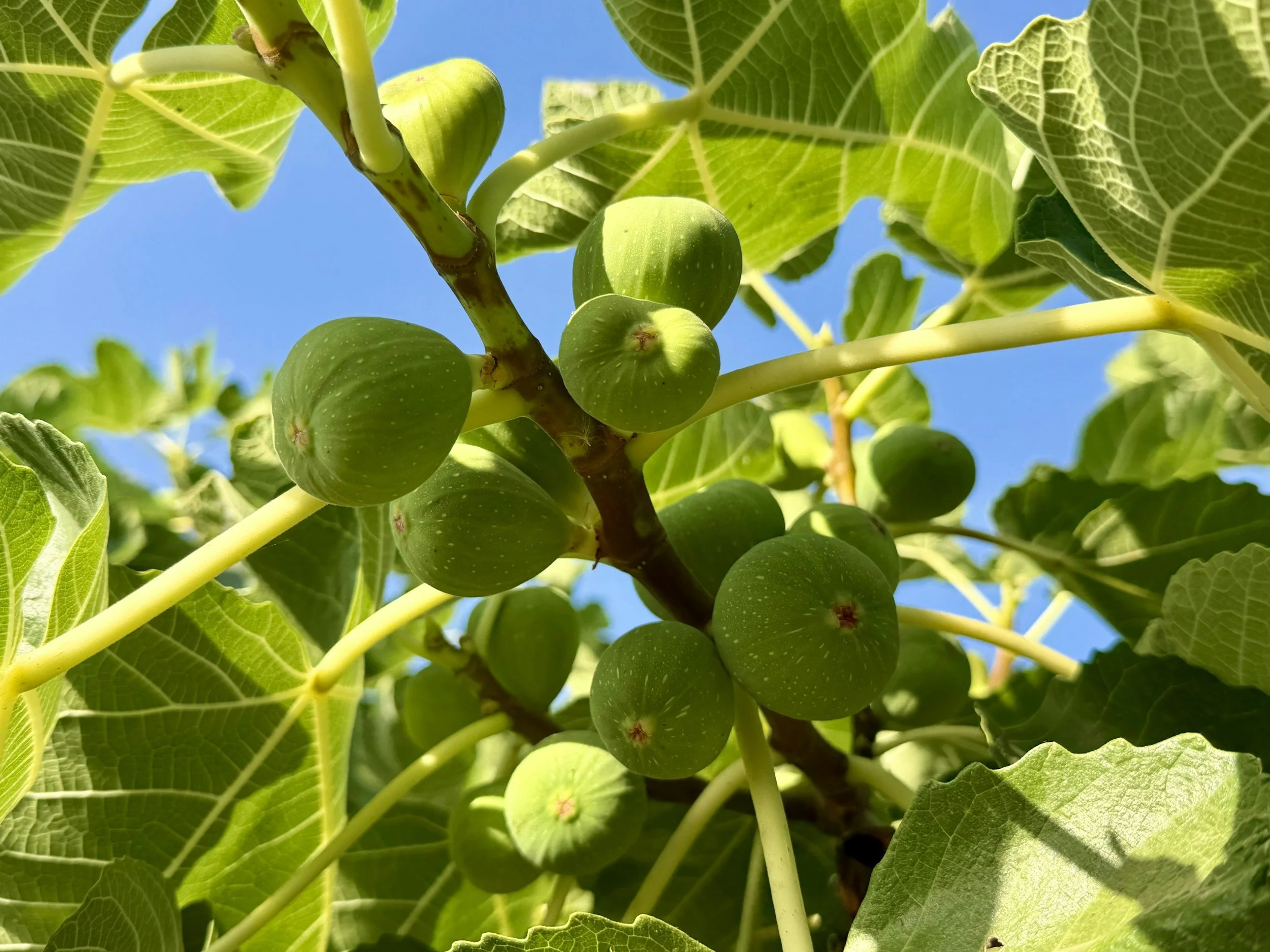 Close-up of green figs hanging on a fig tree with large green leaves against a clear blue sky.