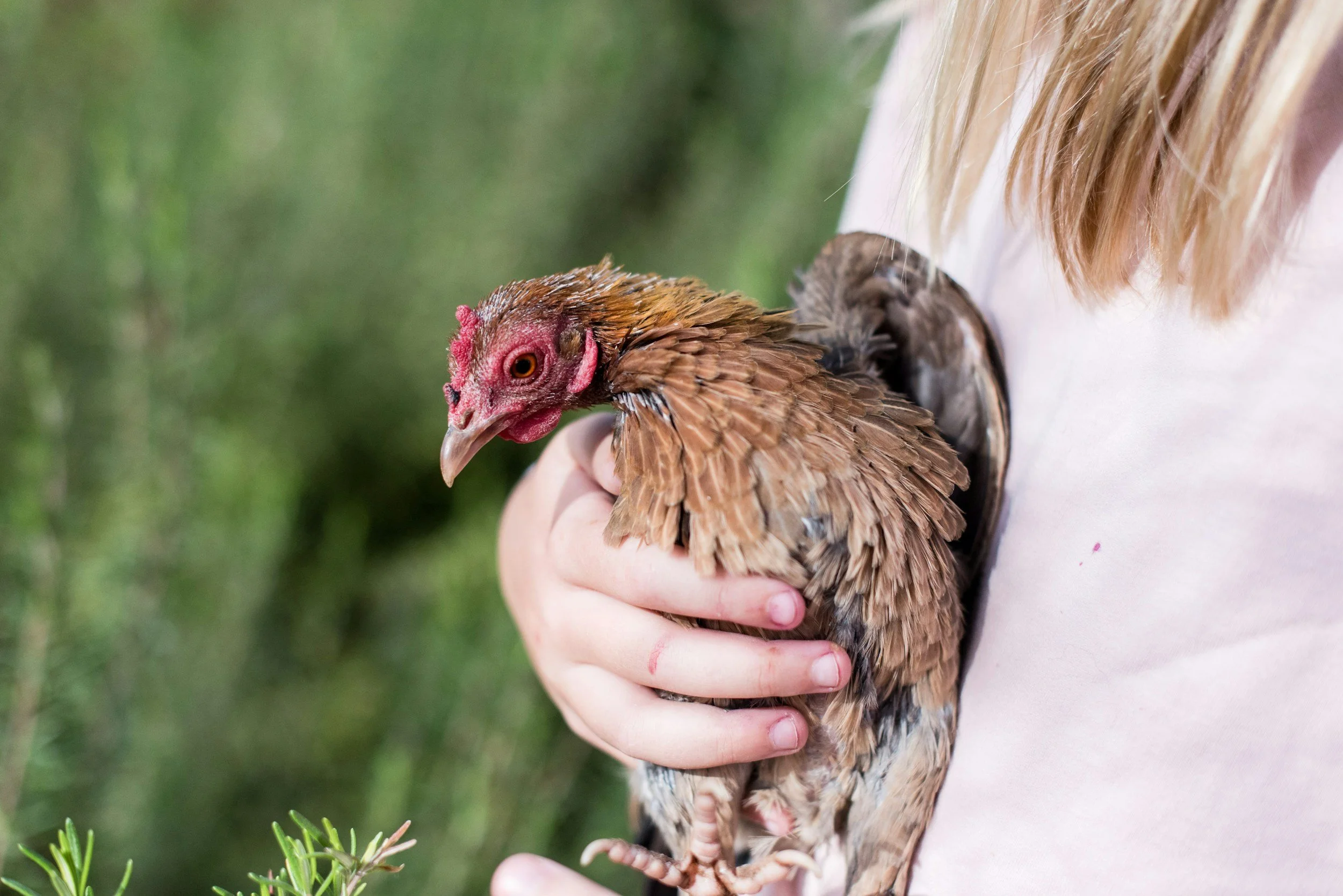 A person holds a brown chicken with a red comb and wattles in their hand, near a green outdoor background.