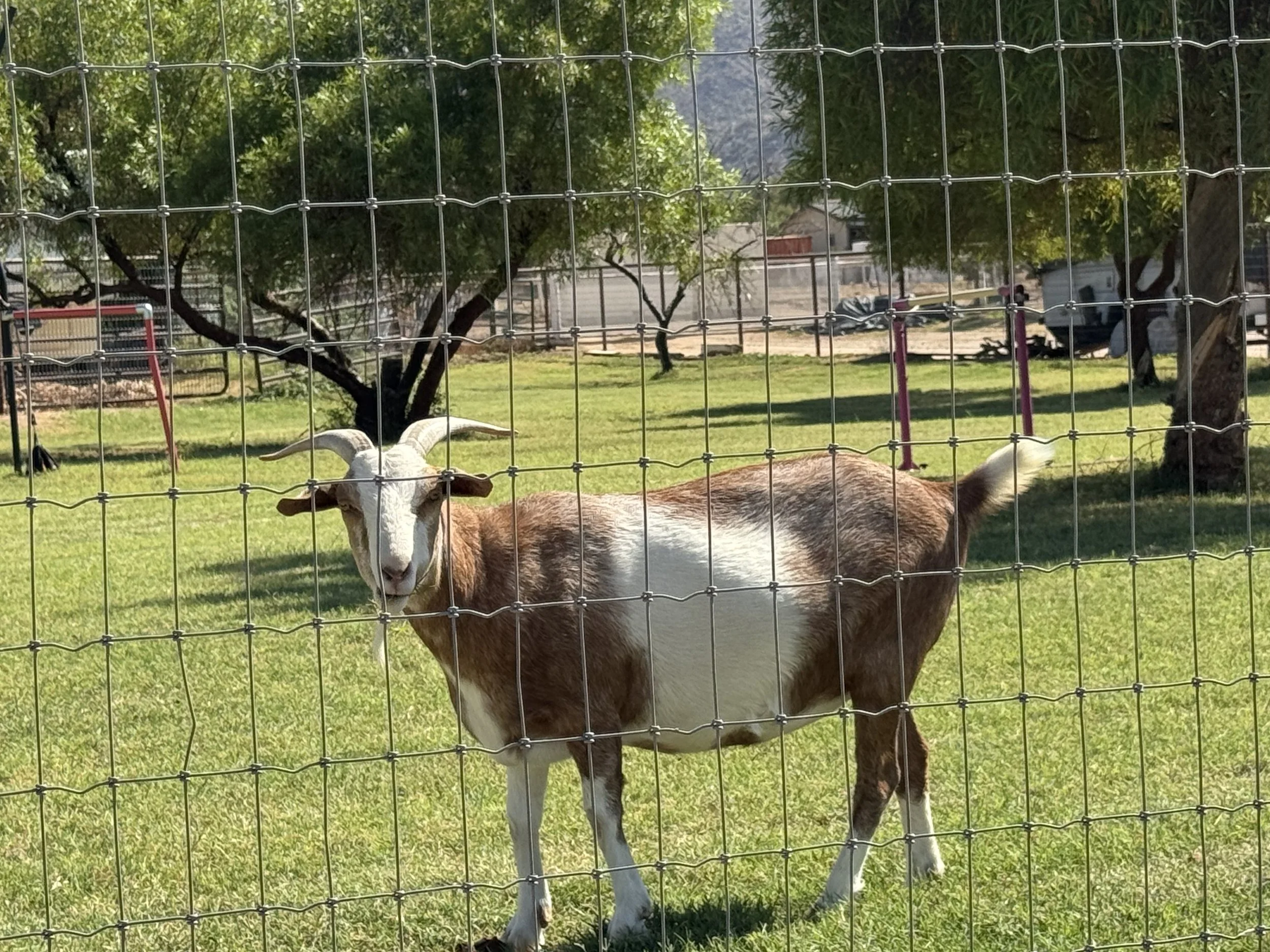 A goat with large horns standing in a grassy enclosure behind a wire fence with trees and a building in the background.