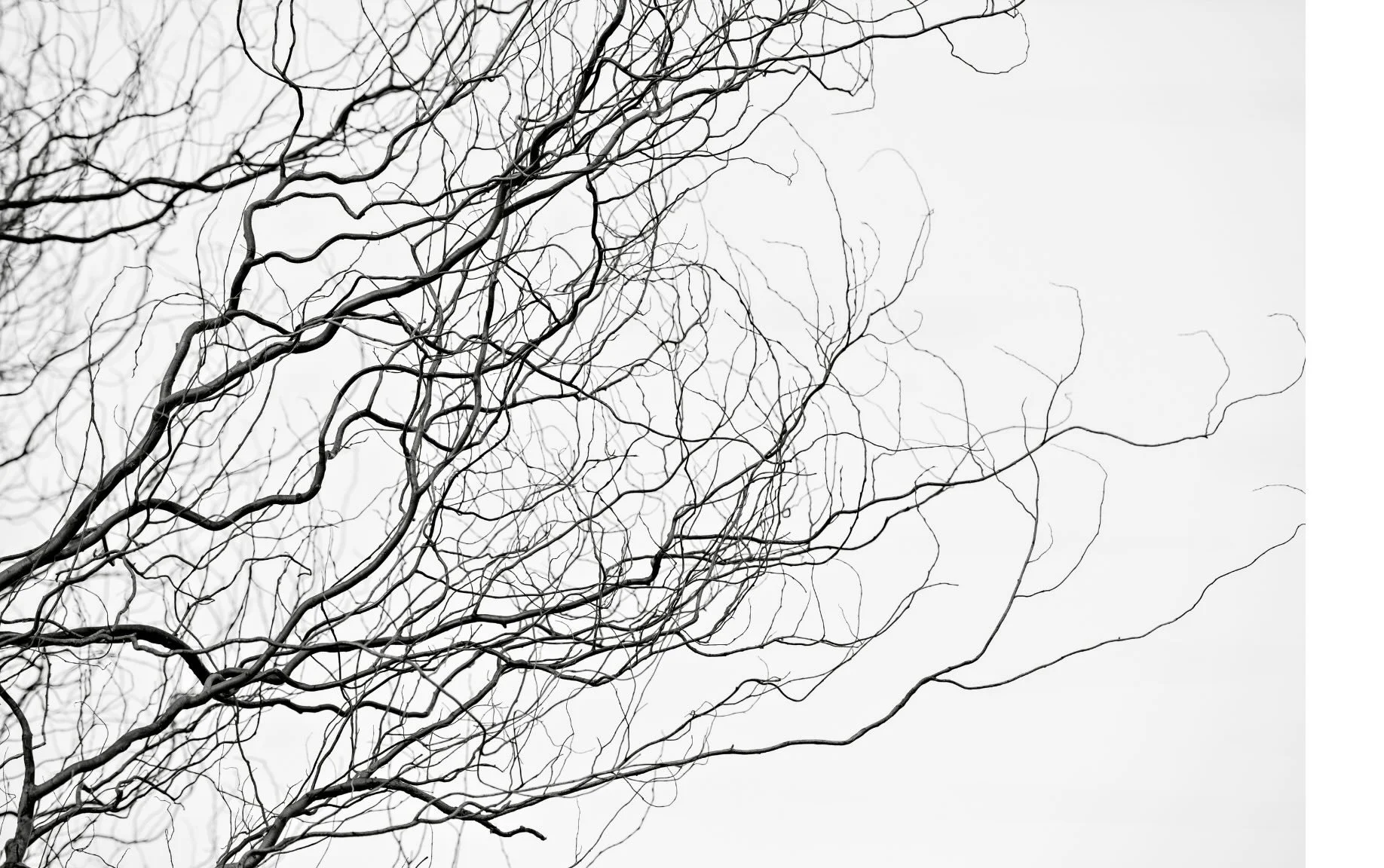 Black leafless tree branches against a plain white sky.