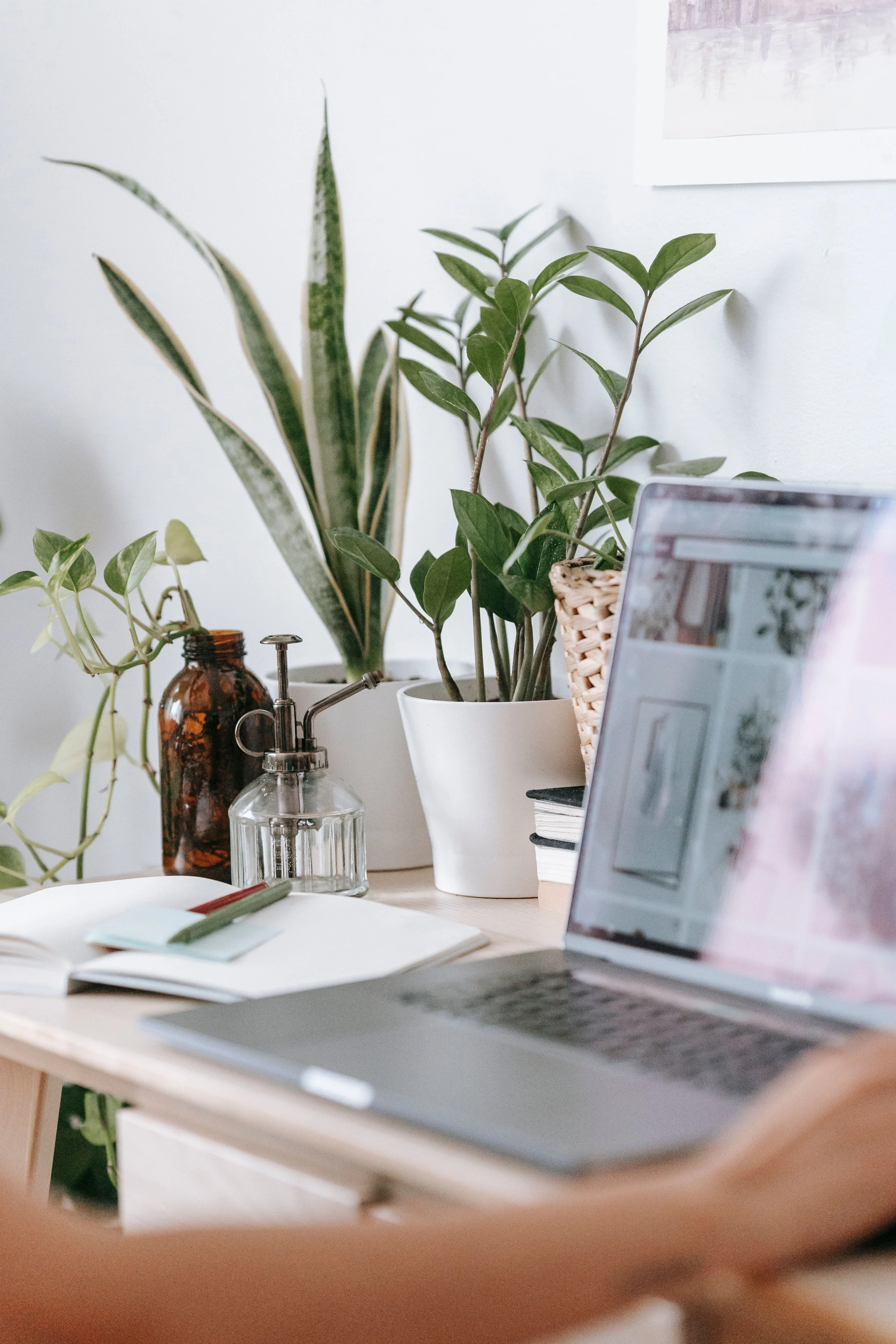 laptop and plants on a bright workspace desk