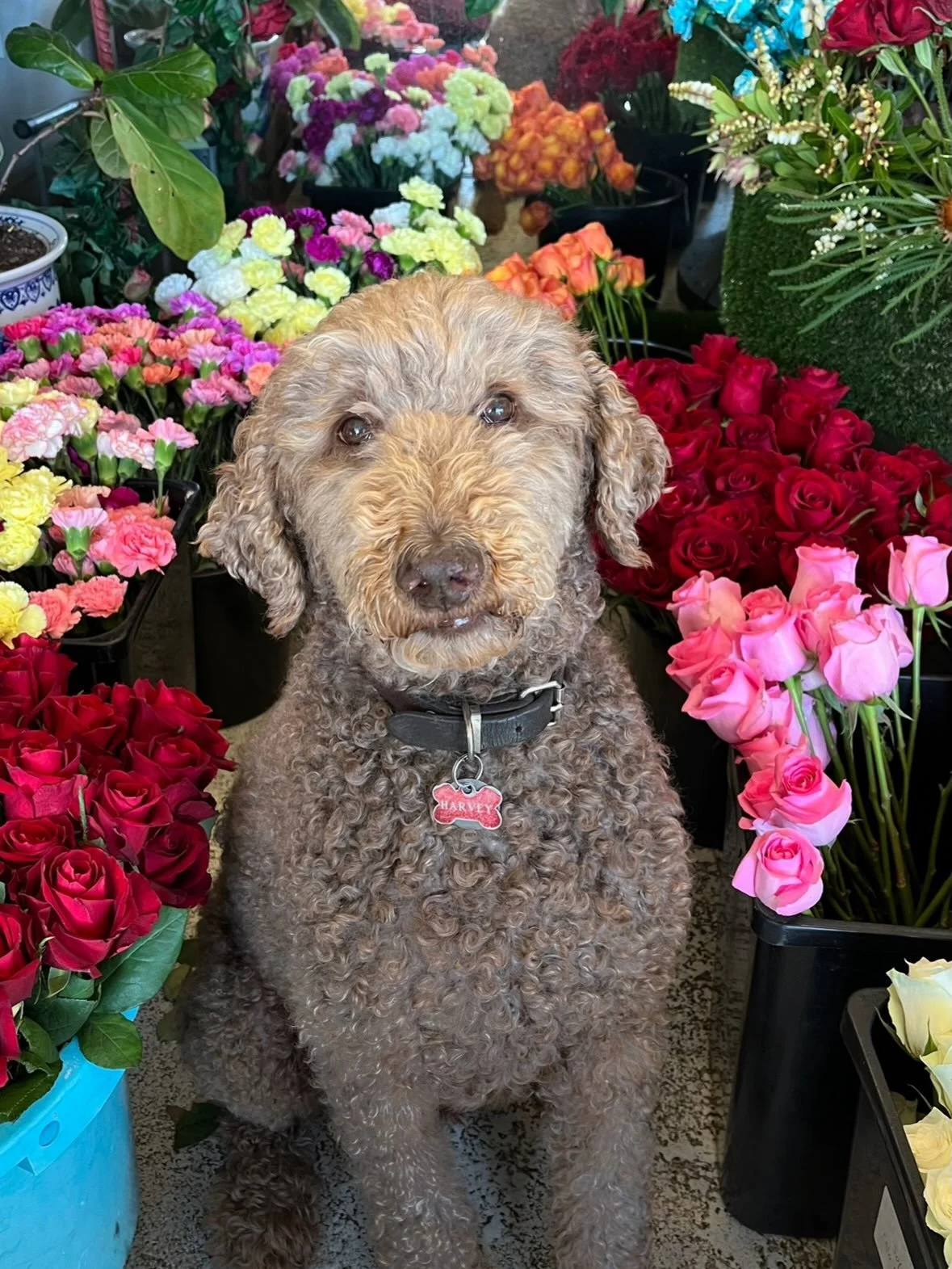 🌸 MEET THE TEAM 🌸 

Harvey Harris - our executive flower fluffer 🐾 
Harvey is in charge of welcoming customers, supervising the morning operations, and most importantly, checking everyone&rsquo;s pockets for treats. 

He&rsquo;s a very good boy, a