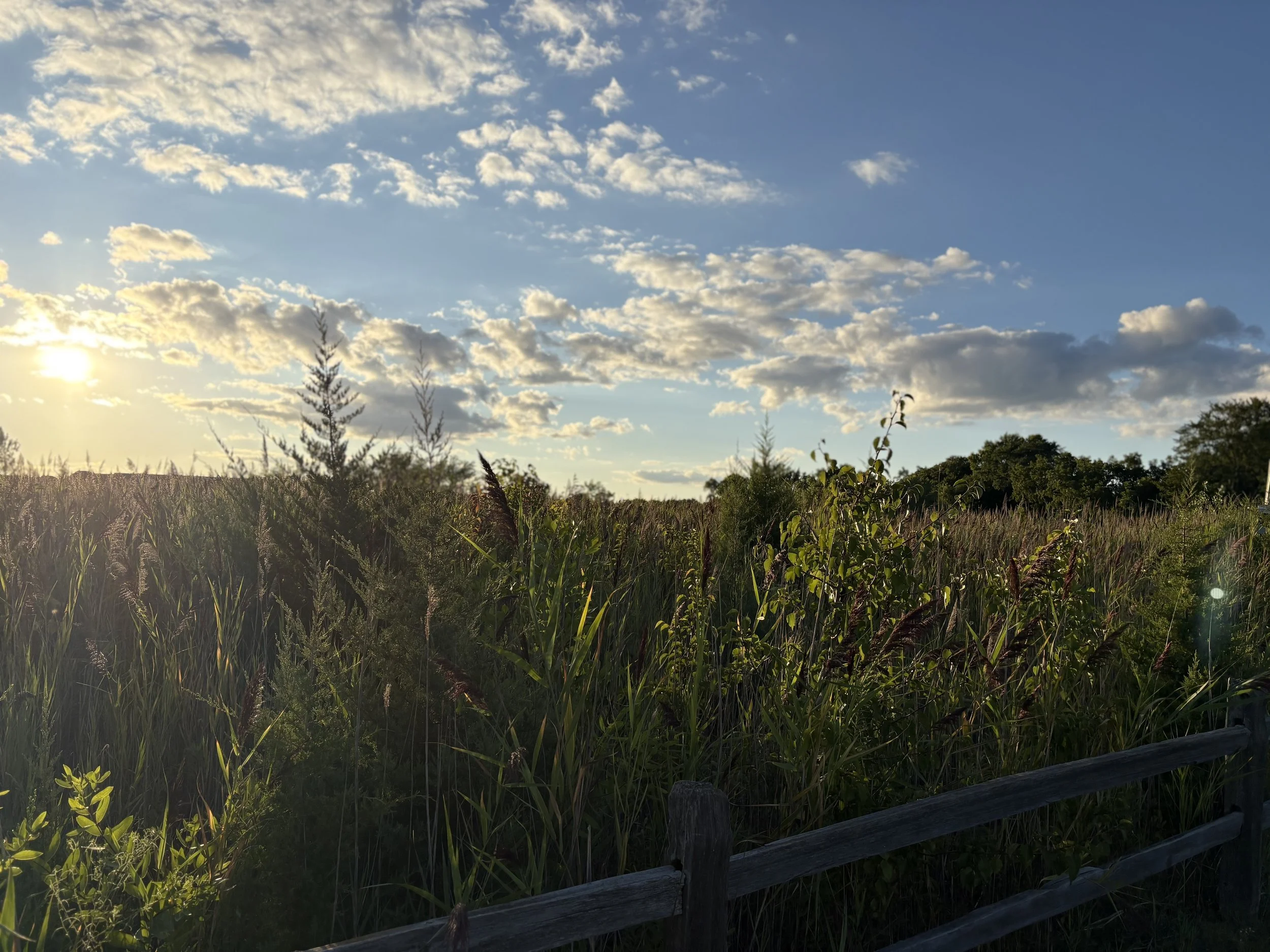 A scenic outdoor landscape during sunset showing tall grass, trees, a wooden fence, a partly cloudy sky, and the sun near the horizon.