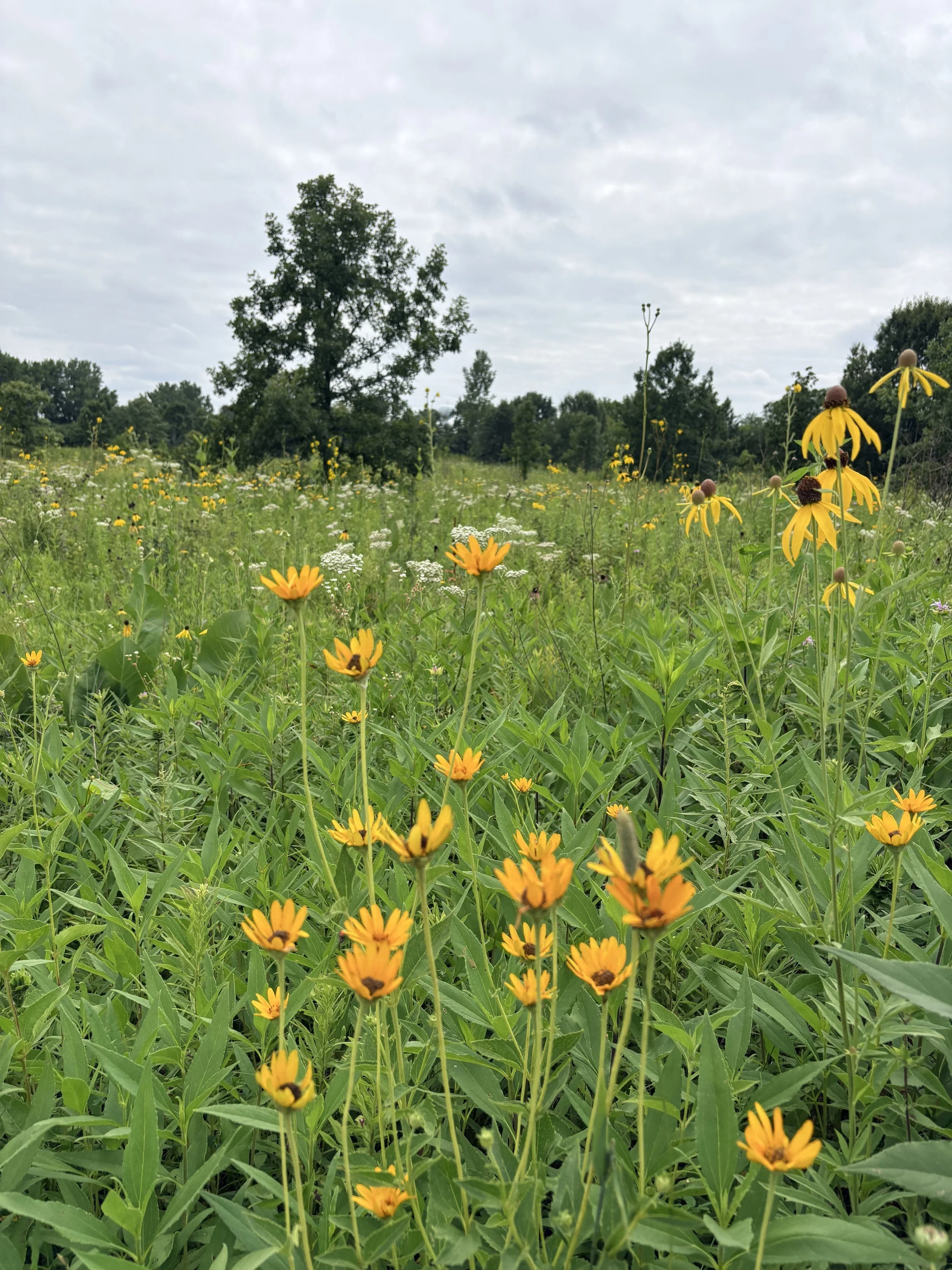 A lush green field filled with yellow flowers, with taller trees and a cloudy sky in the background.