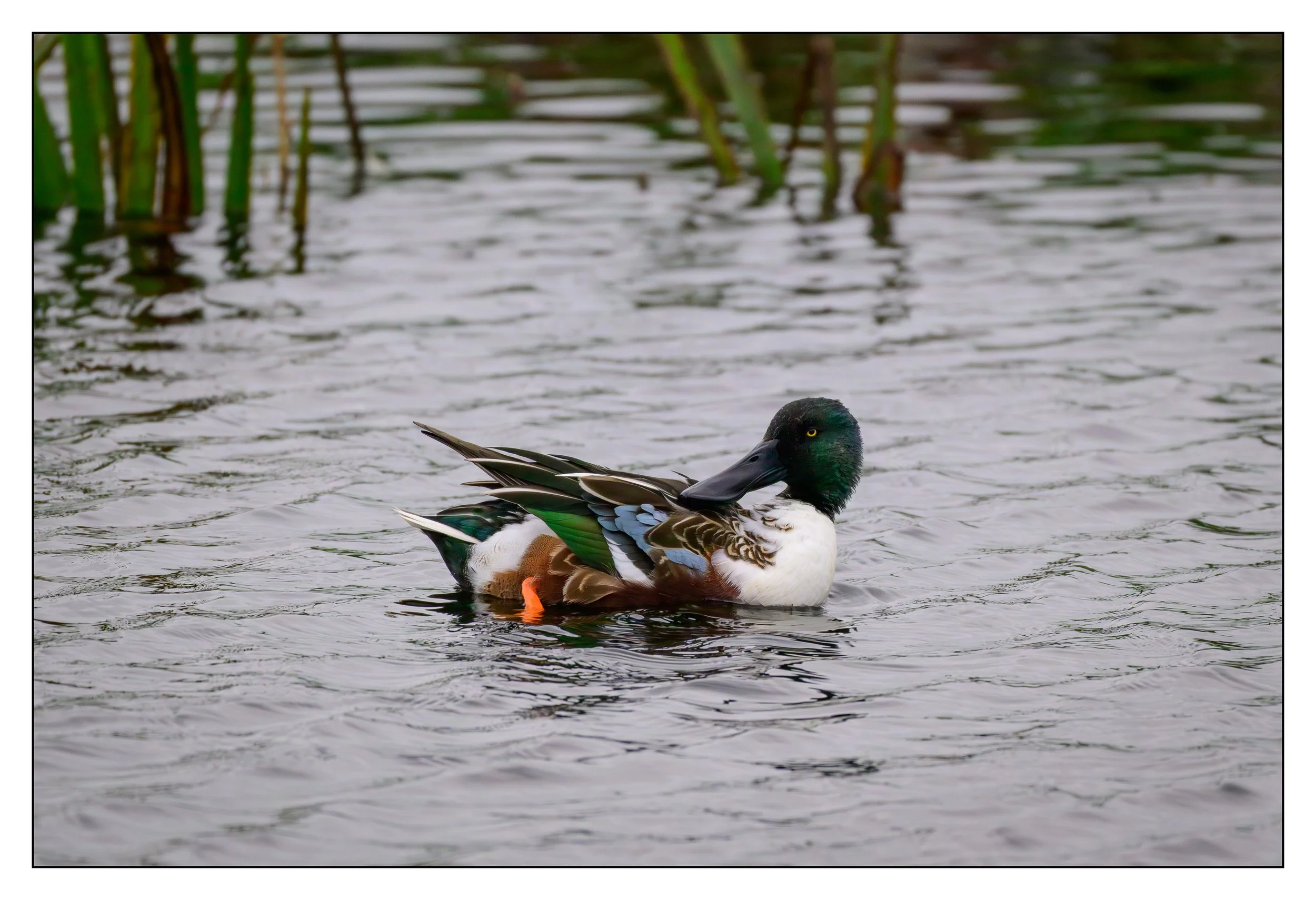 Northern Shoveler