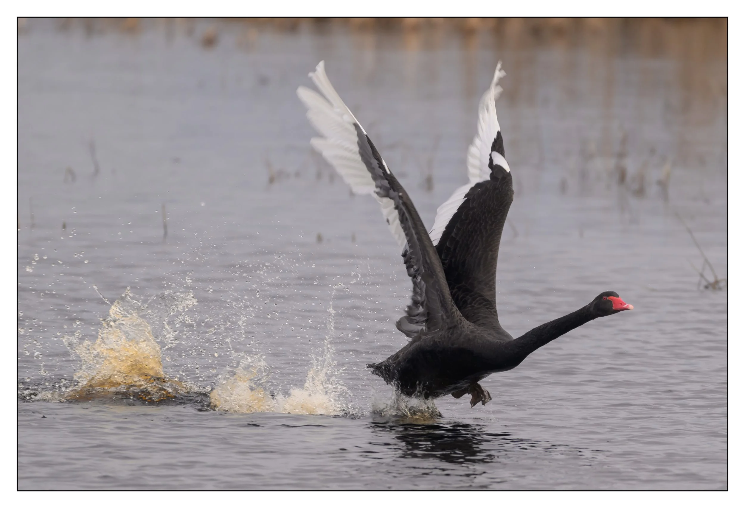 Black Swan