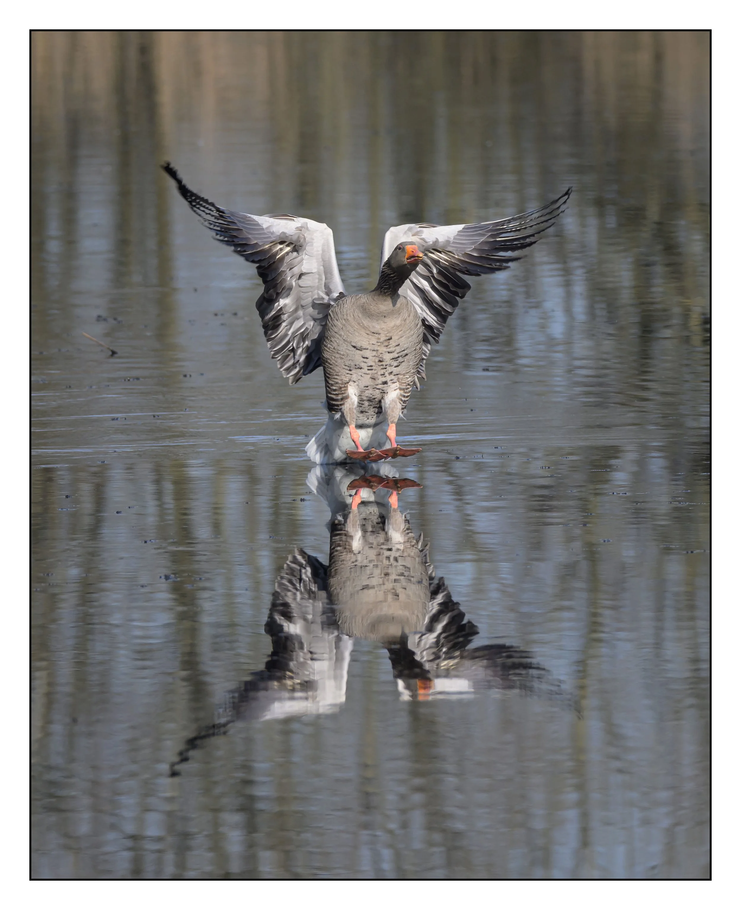 Greylag Geese