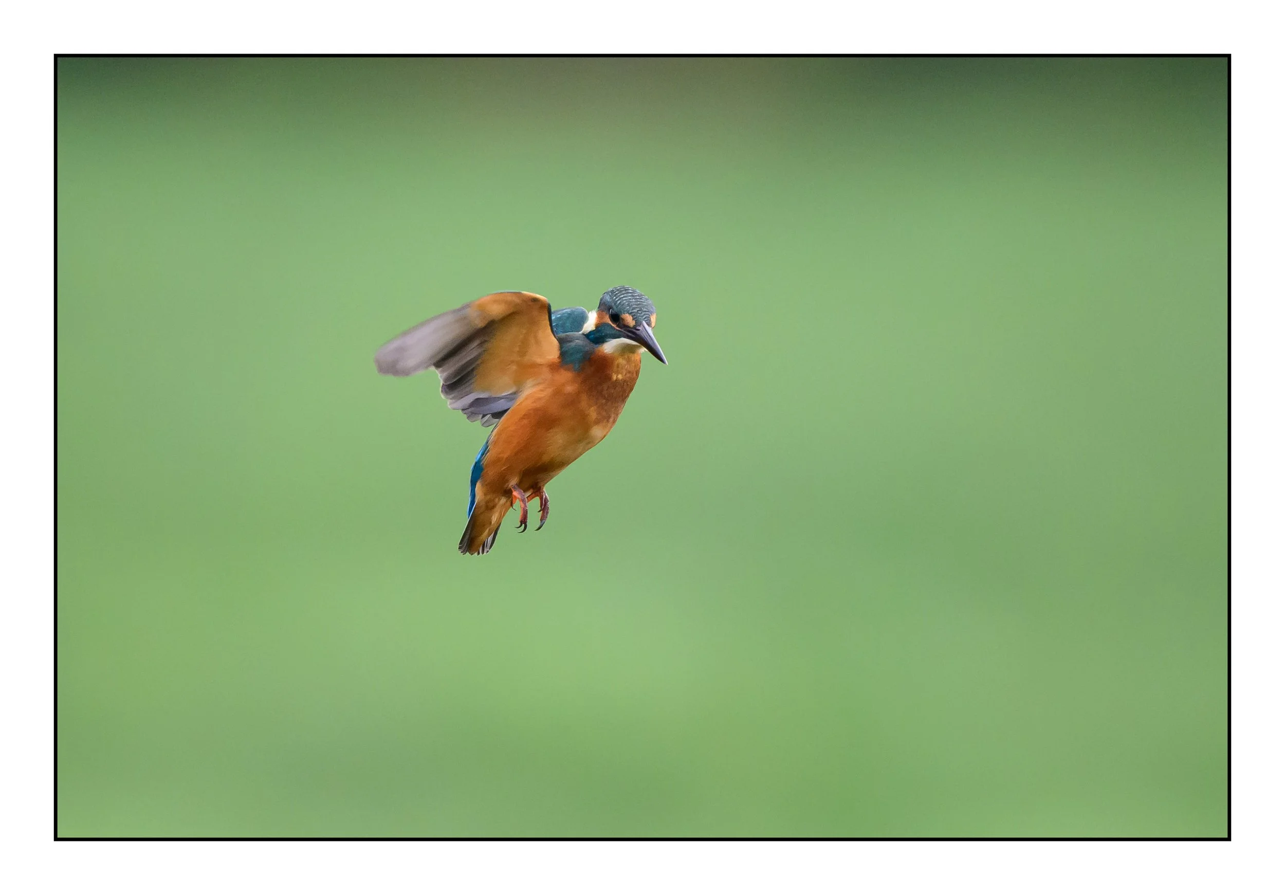 Kingfisher